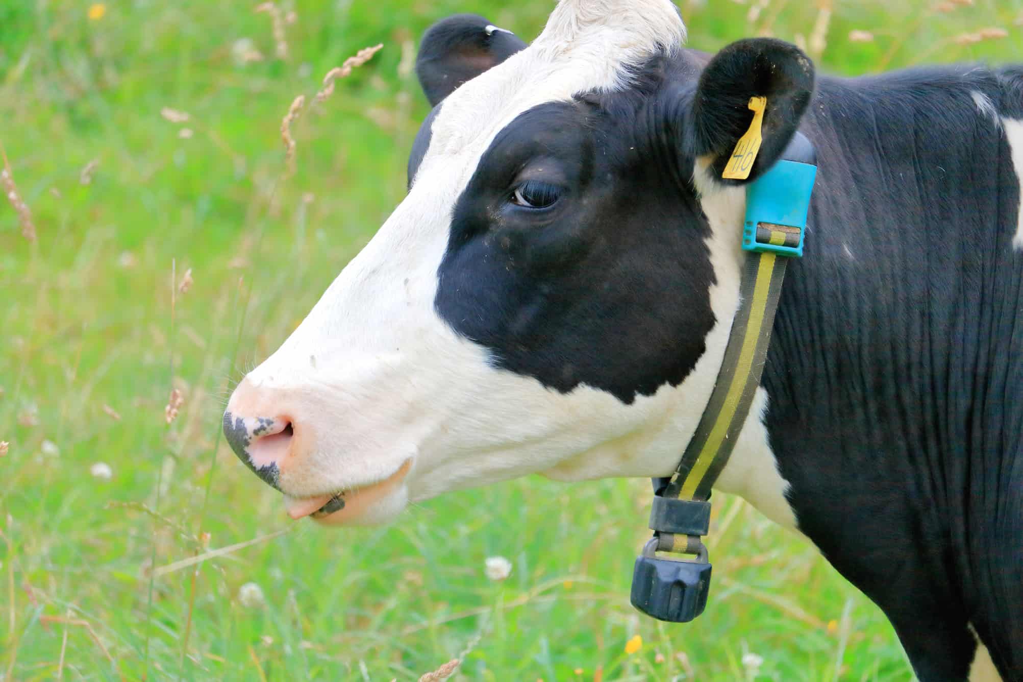 Coleiras inteligentes usam IA para acompanhar saúde de vacas-leiteiras nos EUA - Imagem do artigo