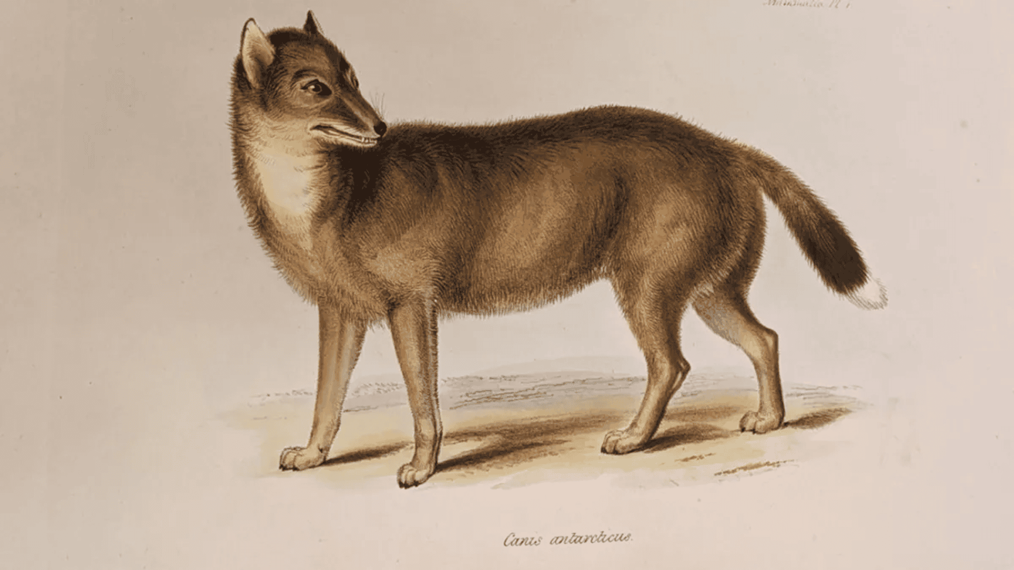 Estudo revela que “lobo” das Malvinas era raposa sul-americana domesticada - Imagem do artigo