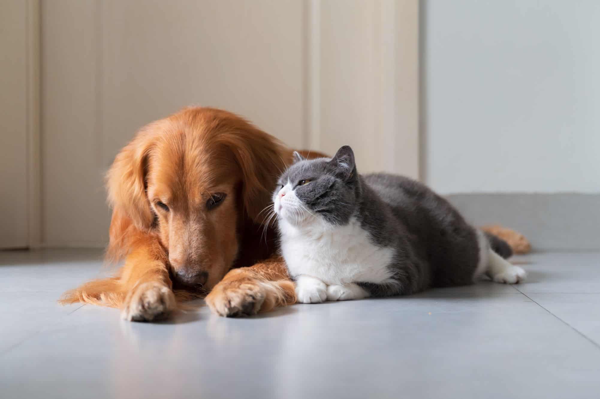 Pesquisadores criam fórmula para converter idade de cães e gatos em anos humanos - Imagem do artigo