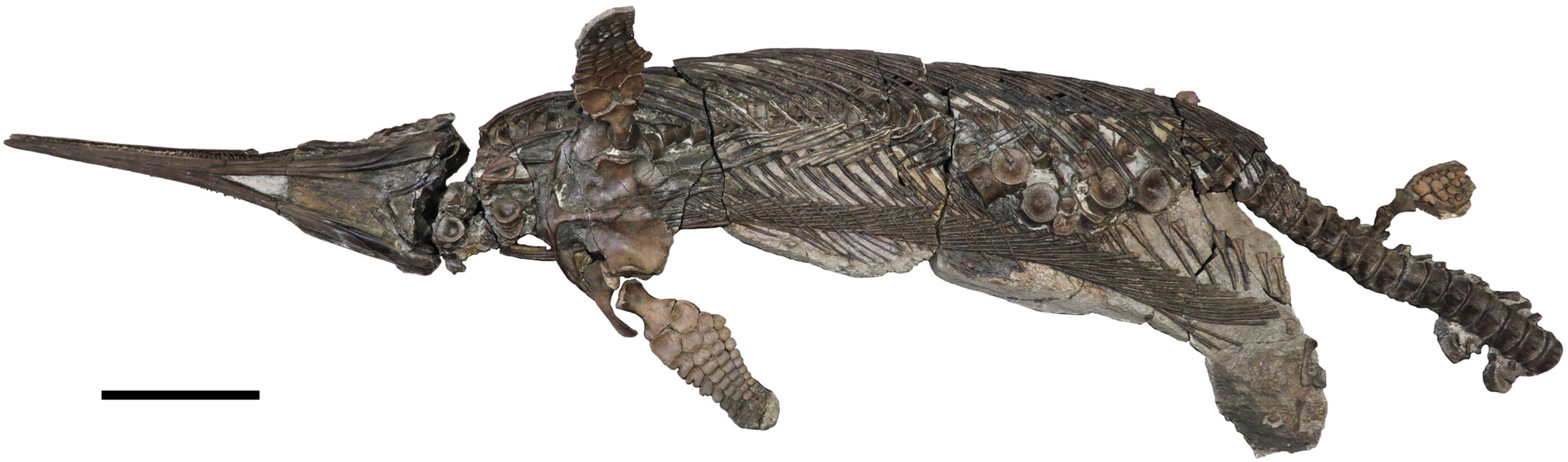 Fóssil de réptil marinho do Jurássico revela nova espécie e detalhes da evolução dos ictiossauros - Imagem do artigo