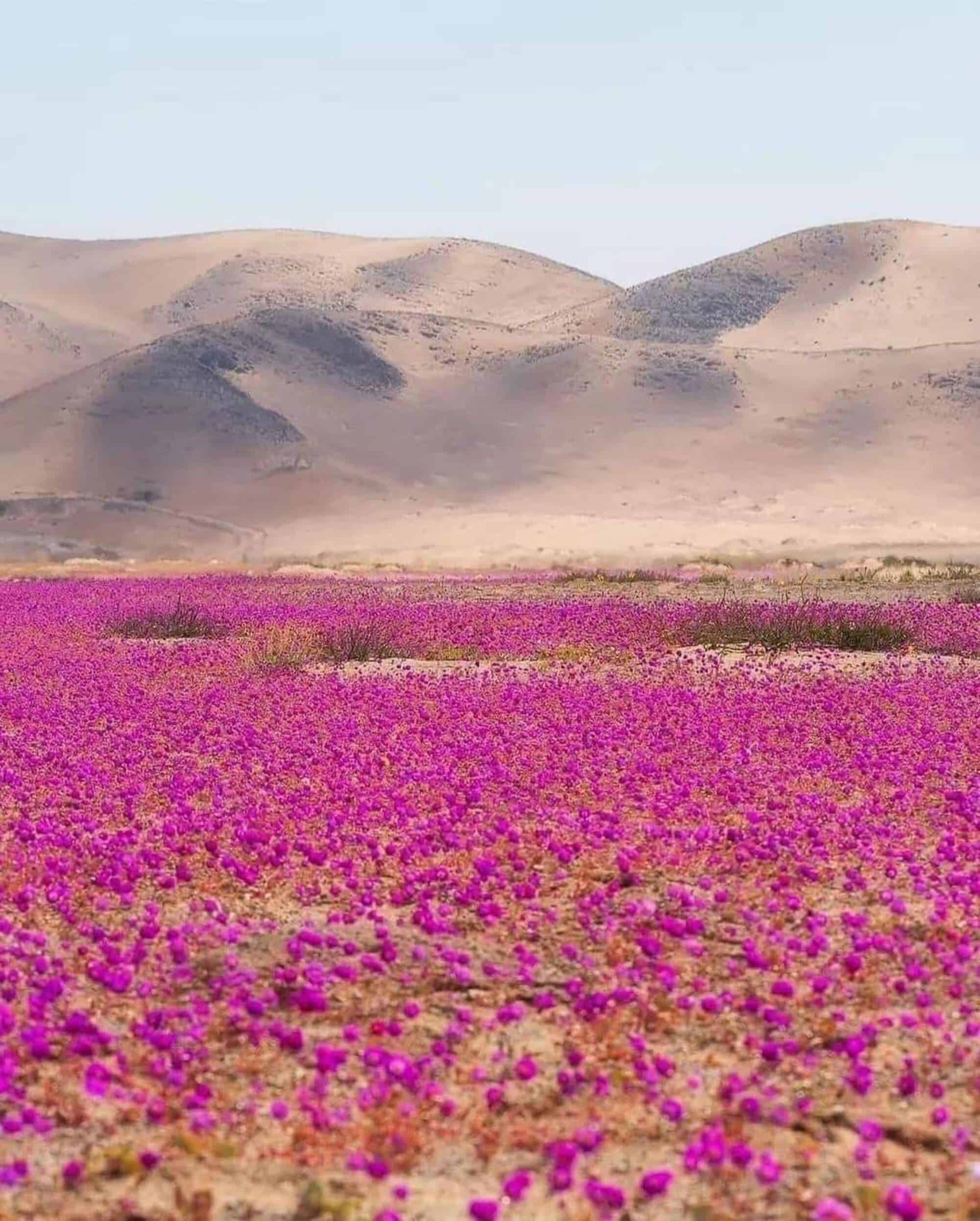 Chuvas raras transformam Deserto do Atacama em tapete de flores silvestres - Imagem do artigo