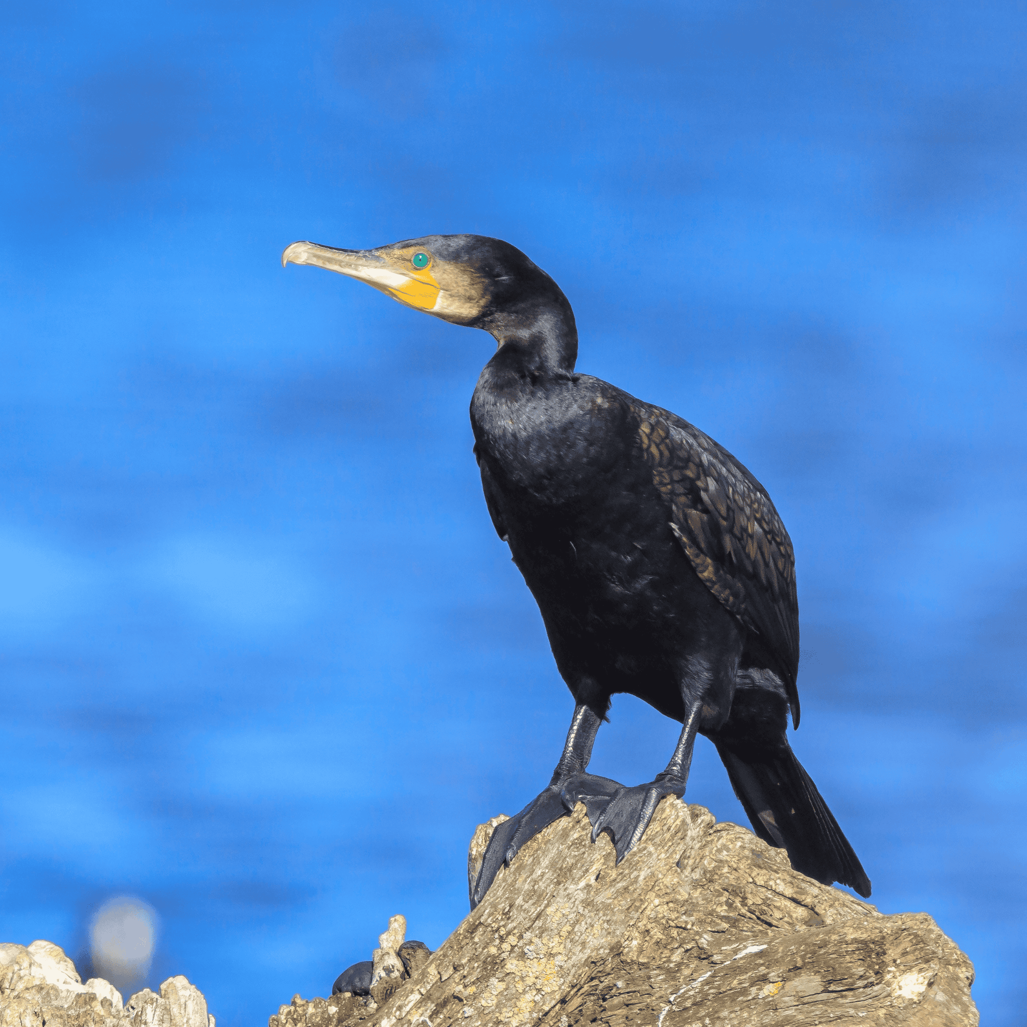 Cinco aves incomuns que surpreendem pela aparência e hábitos - Imagem do artigo
