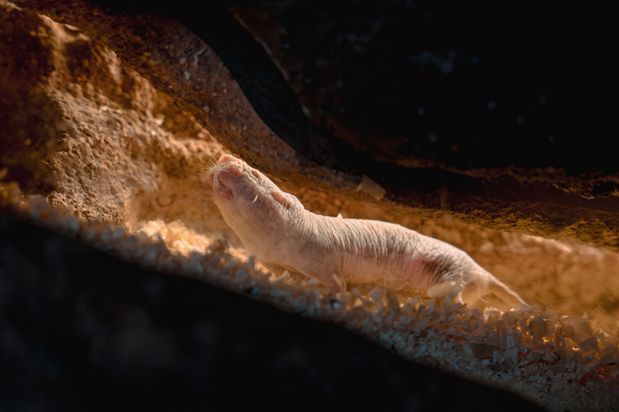 Proteína de ratos-toupeira-pelados pode explicar sua vida até dez vezes mais longa - Imagem do artigo
