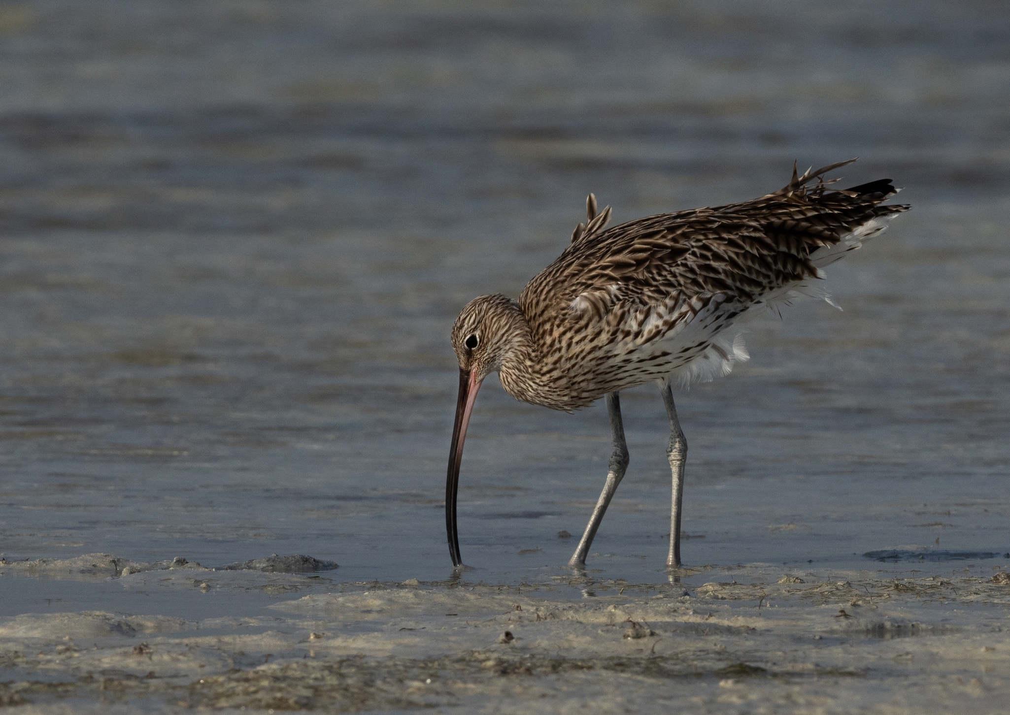 Maçarico-de-bico-fino é declarado extinto pela IUCN após quase três décadas sem registros - Imagem do artigo