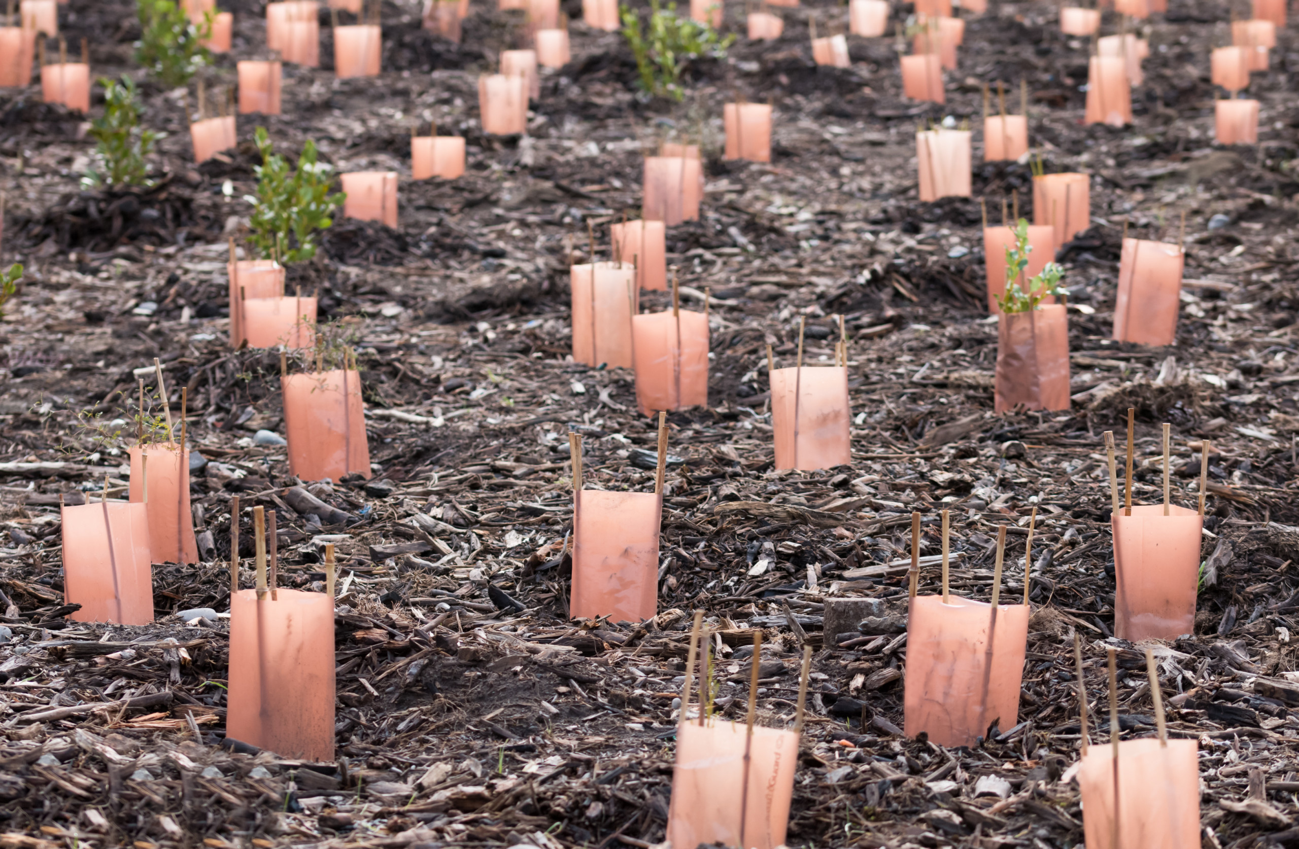 Proposta de restauração florestal pode render US$ 100 bilhões ao ano para países tropicais - Imagem do artigo
