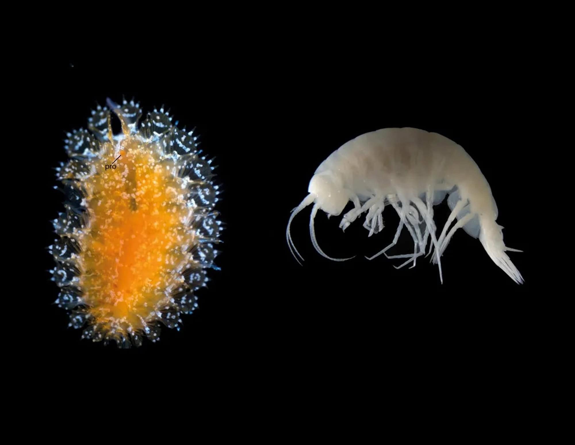 Pesquisadores catalogam 14 novas espécies marinhas, incluindo parasita com aparência de “pipoca” - Imagem do artigo