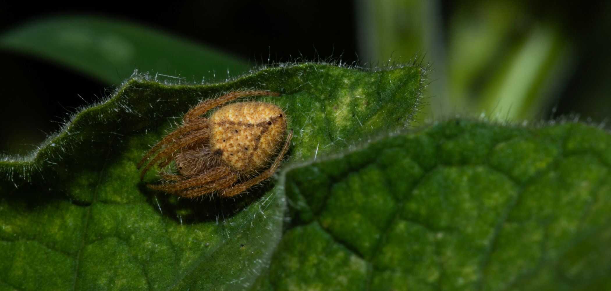Estudo detecta fase REM em aranhas e reforça hipótese de que elas sonham - Imagem do artigo