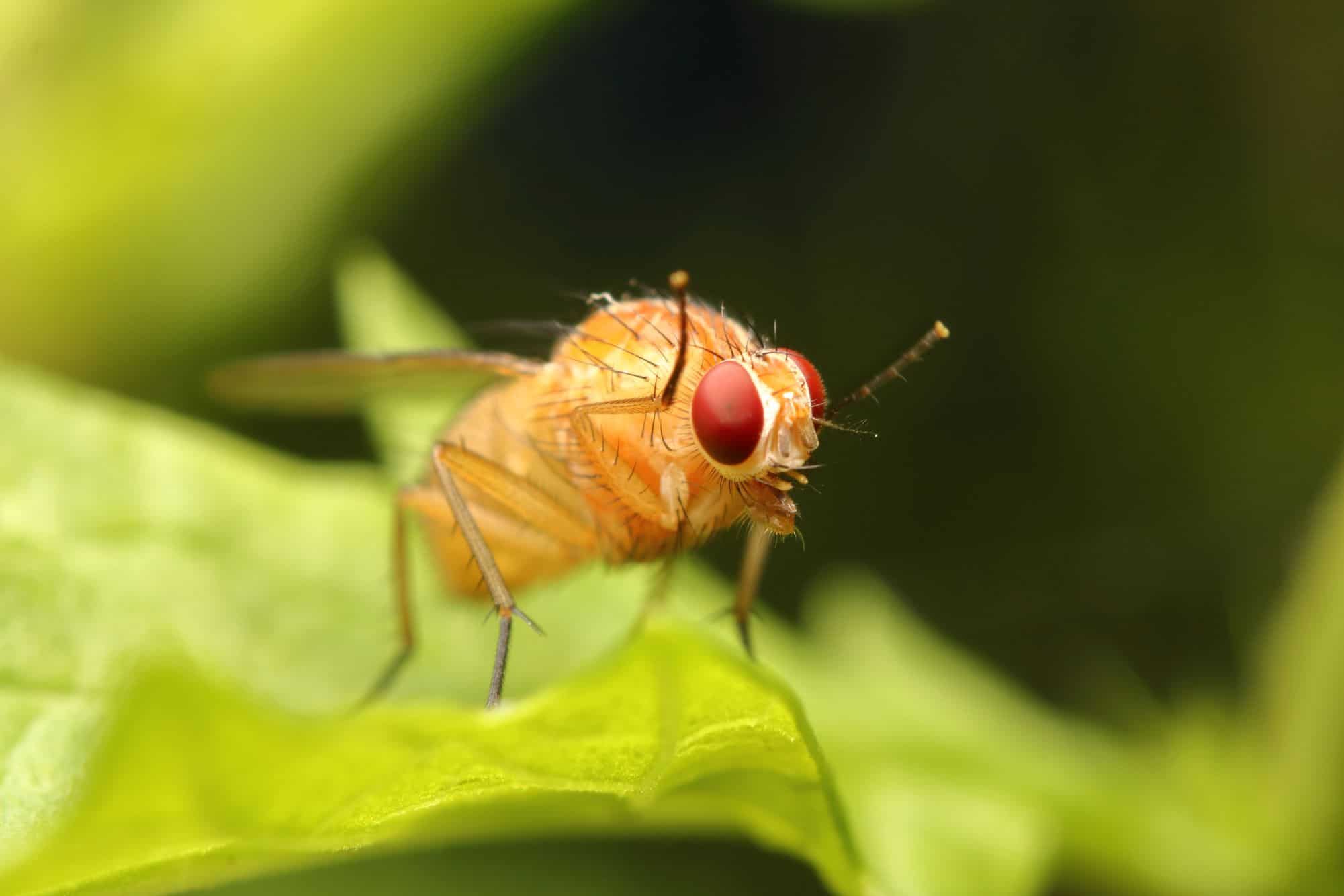 Gene único faz moscas-das-frutas adotarem novo ritual de cortejo em laboratório - Imagem do artigo