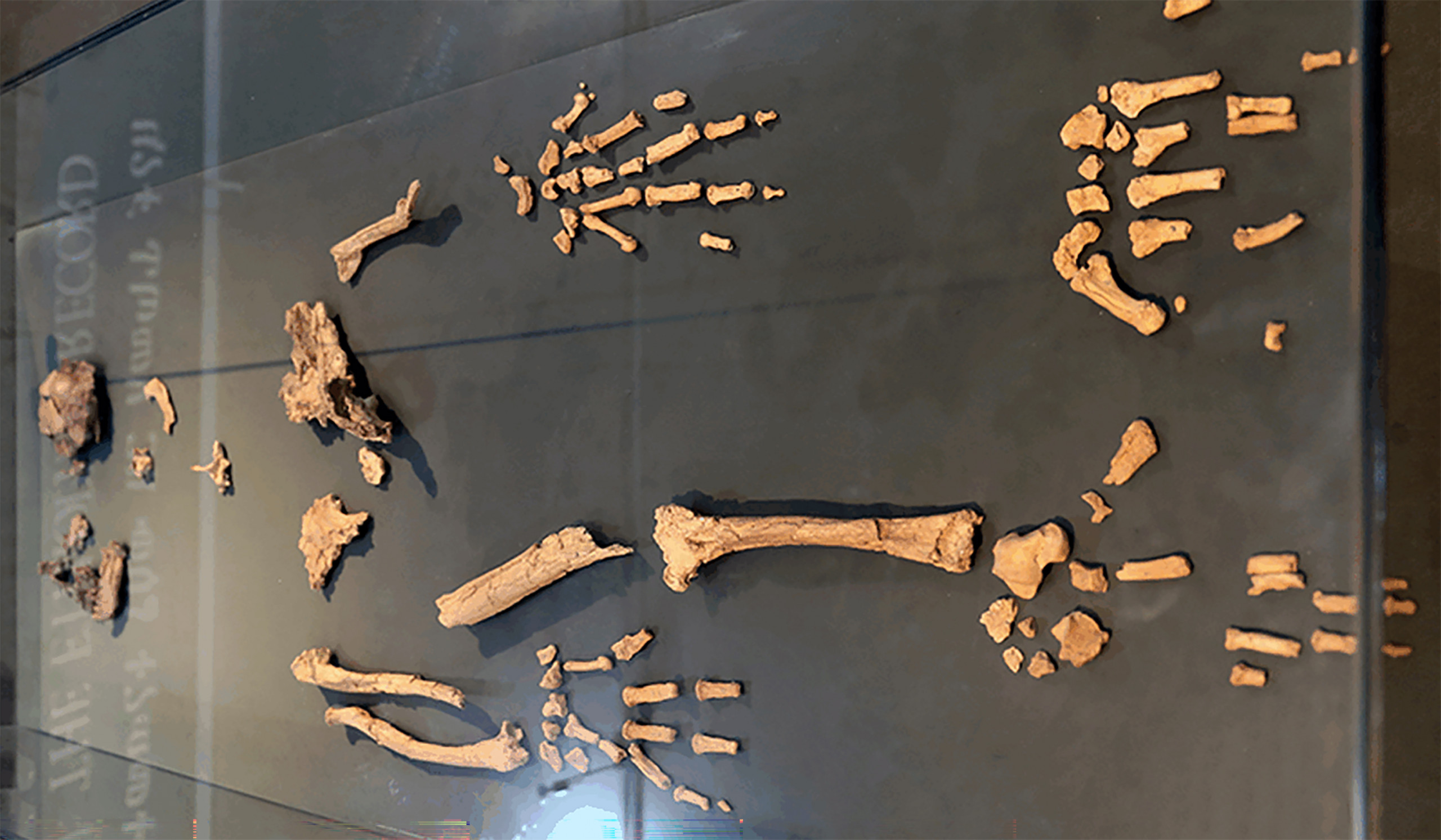 Tornozelo de hominídeo de 4,4 milhões de anos revela mistura de habilidades humanas e de chimpanzés - Imagem do artigo