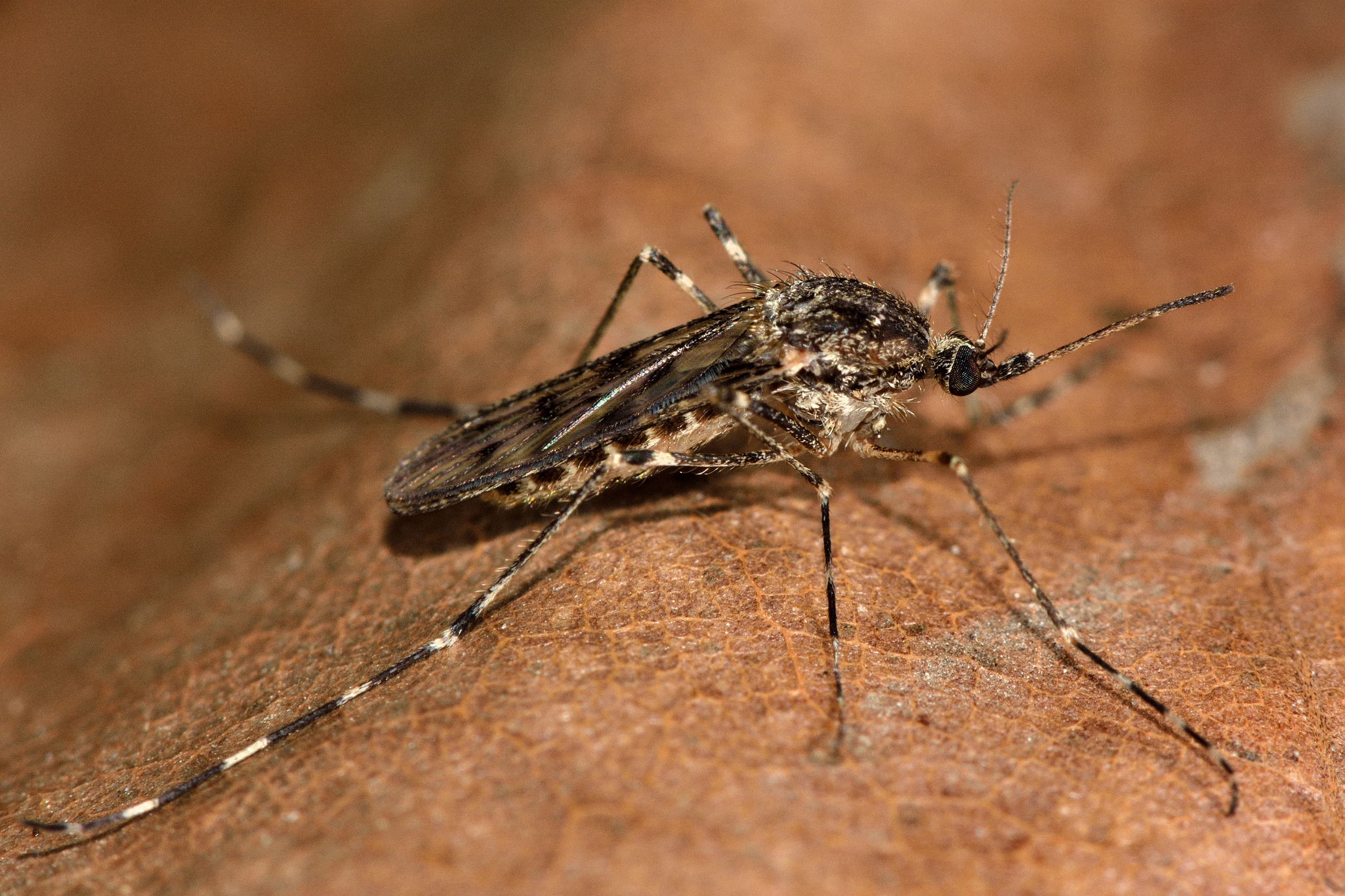 Mosquitos são registrados na Islândia pela primeira vez e acendem alerta ambiental - Imagem do artigo