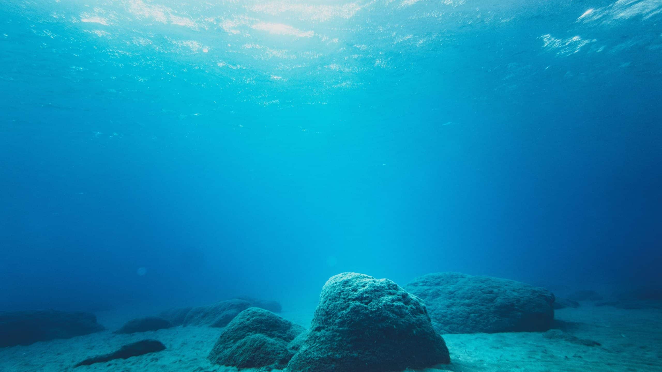 Tubarão-lanterna e caranguejo semitransparente são achados em expedição na costa oeste da Austrália - Imagem do artigo