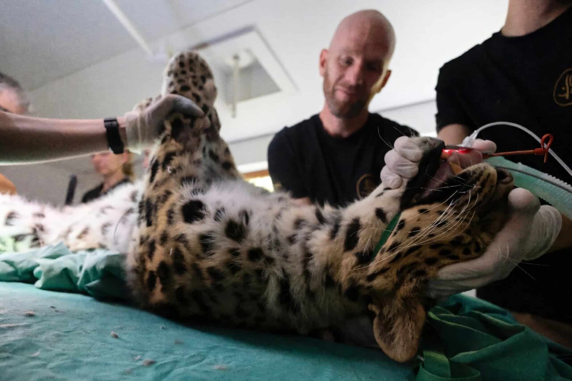 Inseminação artificial de leopardo-de-amur na França reacende esperança para a espécie mais rara do mundo - Imagem do artigo