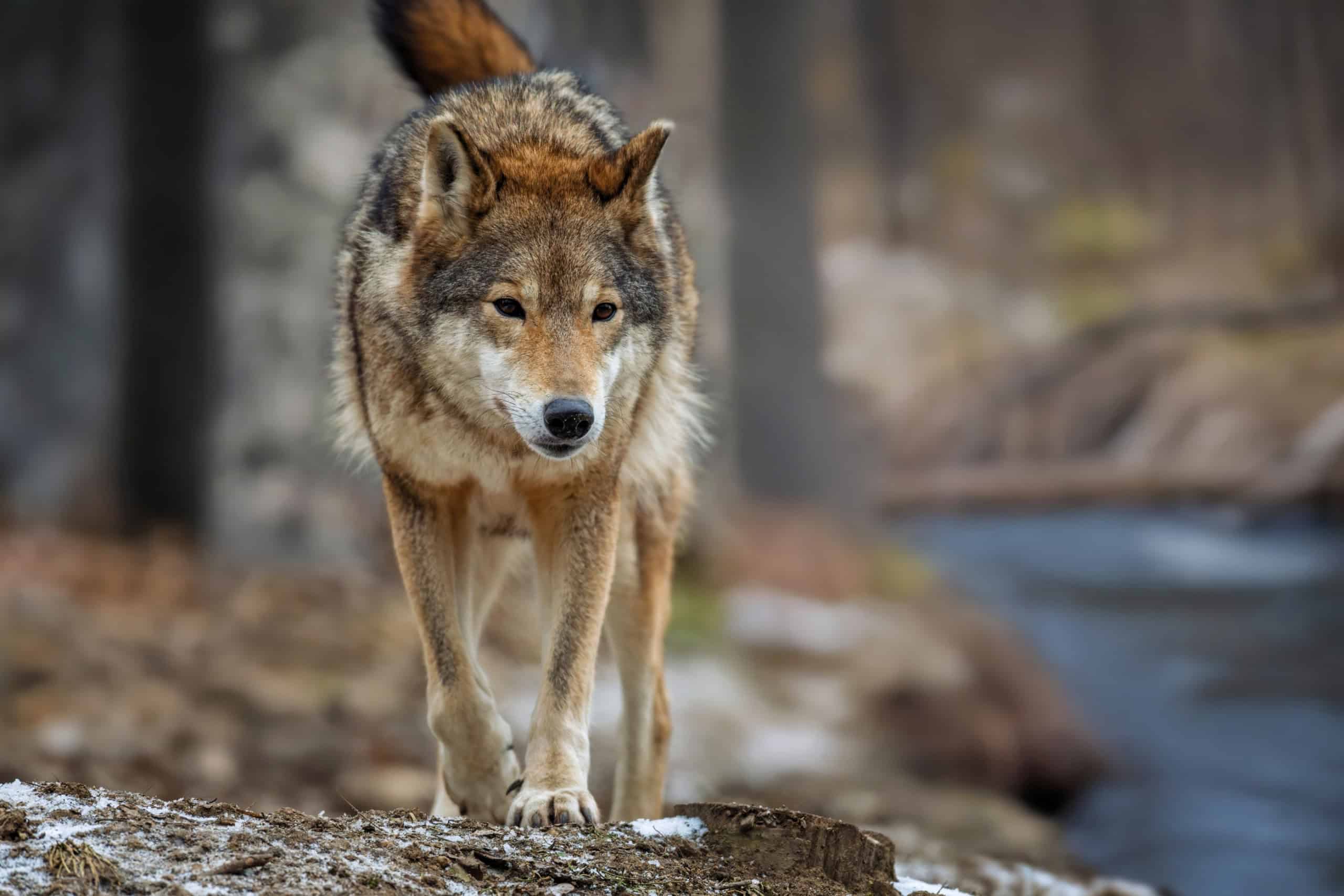 Lobos fogem mais de vozes humanas do que de latidos de cães, mostra estudo - Imagem do artigo