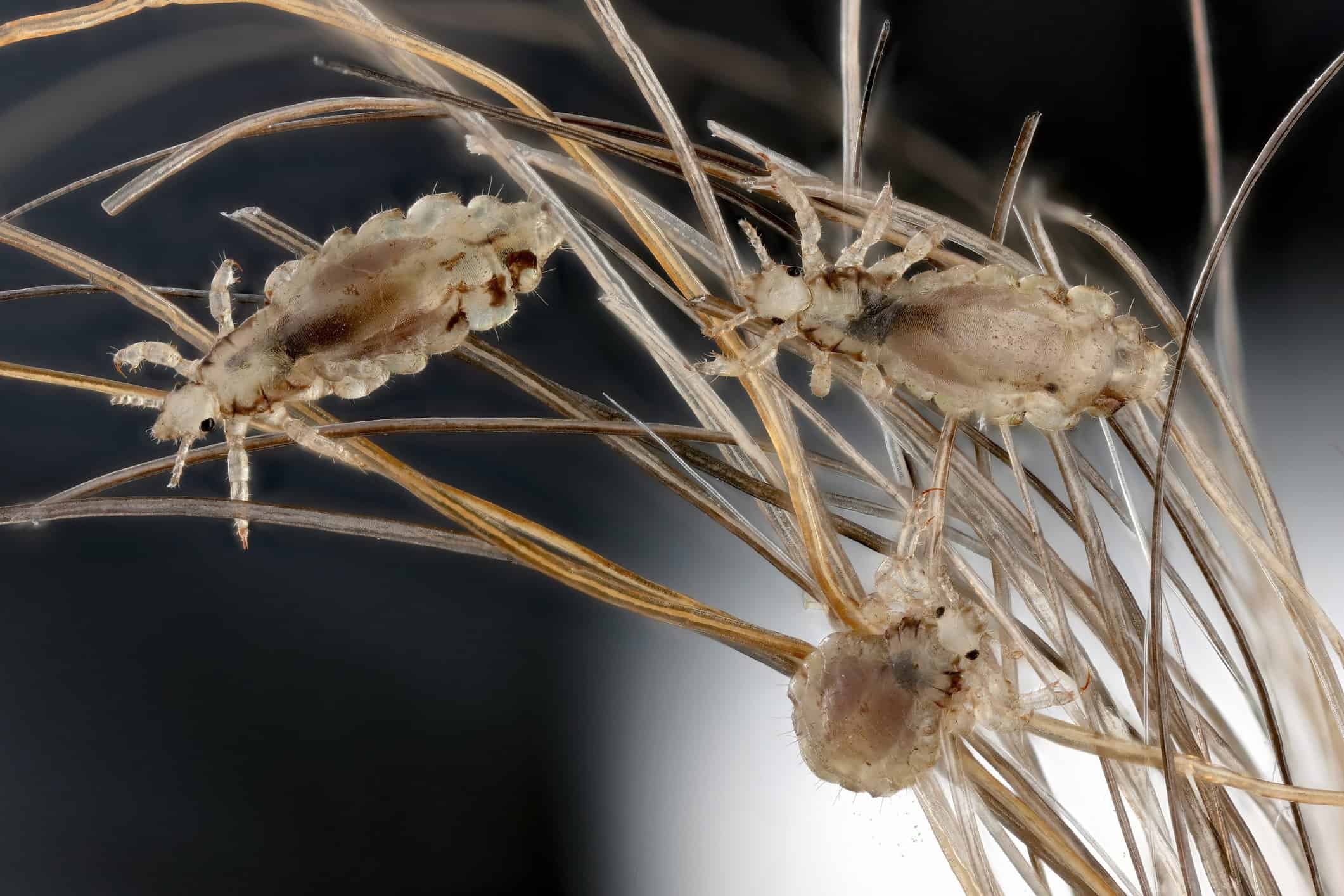 Três parasitas que habitam a pele humana e representam riscos à saúde - Imagem do artigo