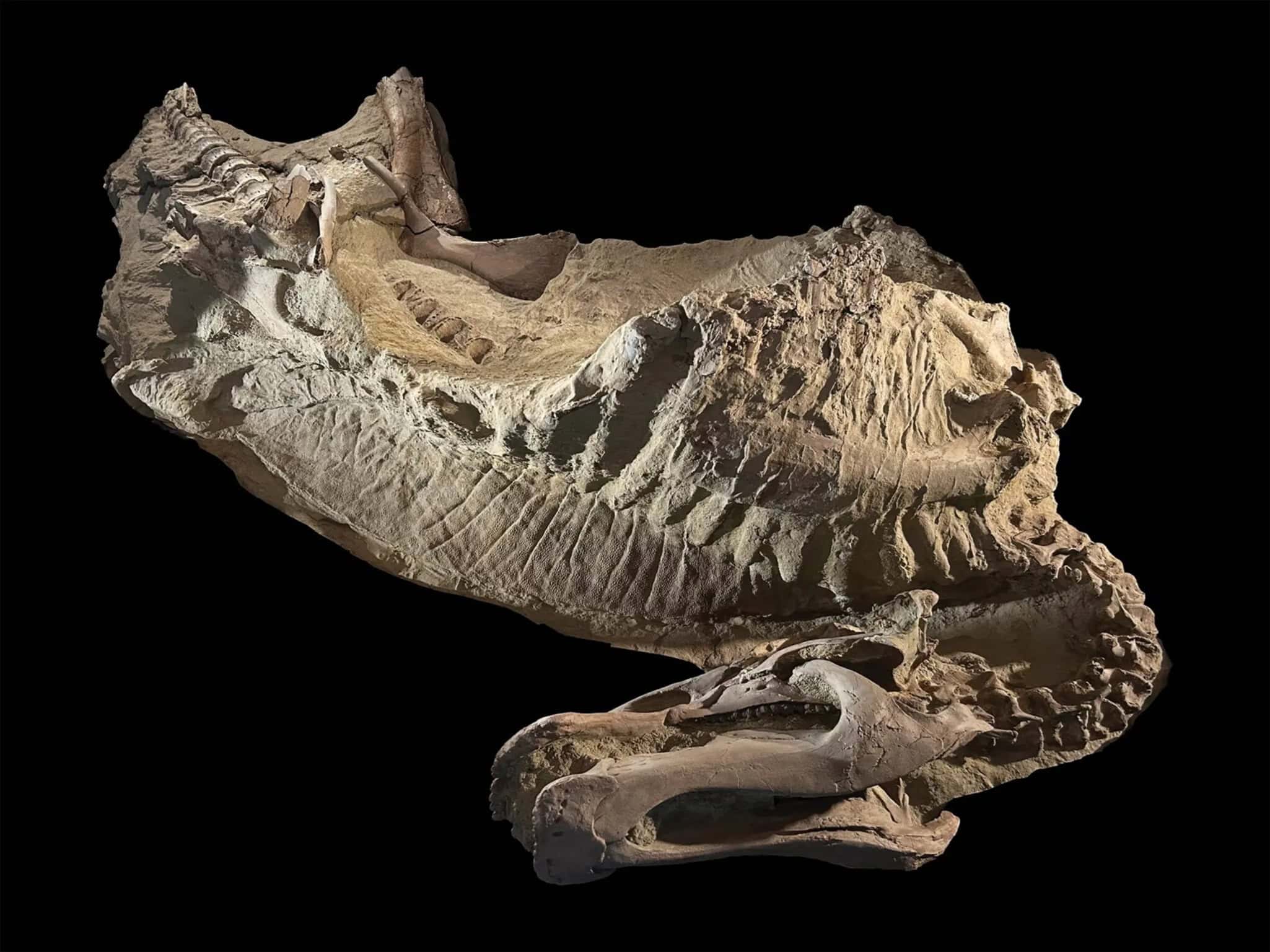 Dinossauros do Wyoming passaram por mumificação natural há 66 milhões de anos, indica pesquisa - Imagem do artigo