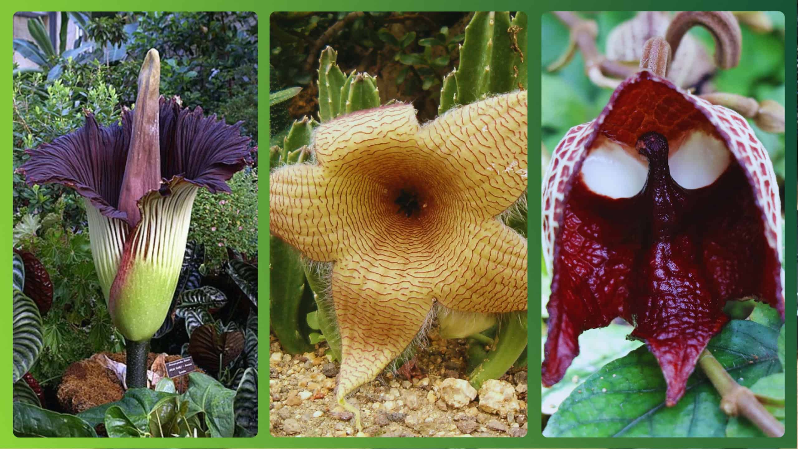 Oito plantas terrenas com aparência de outro planeta - Imagem do artigo