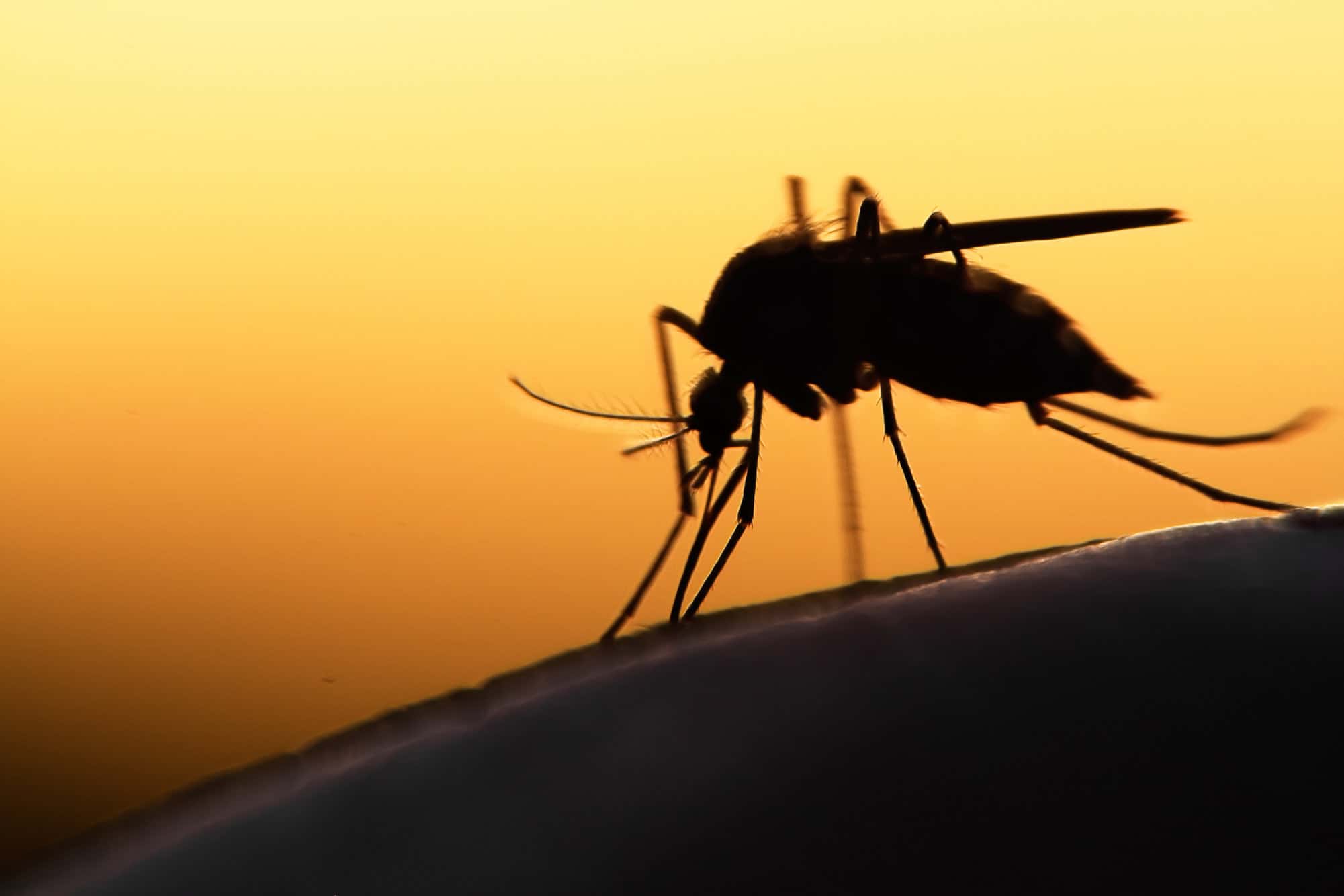 Cientistas criam fungo que atrai e elimina até 100% dos mosquitos da dengue - Imagem do artigo