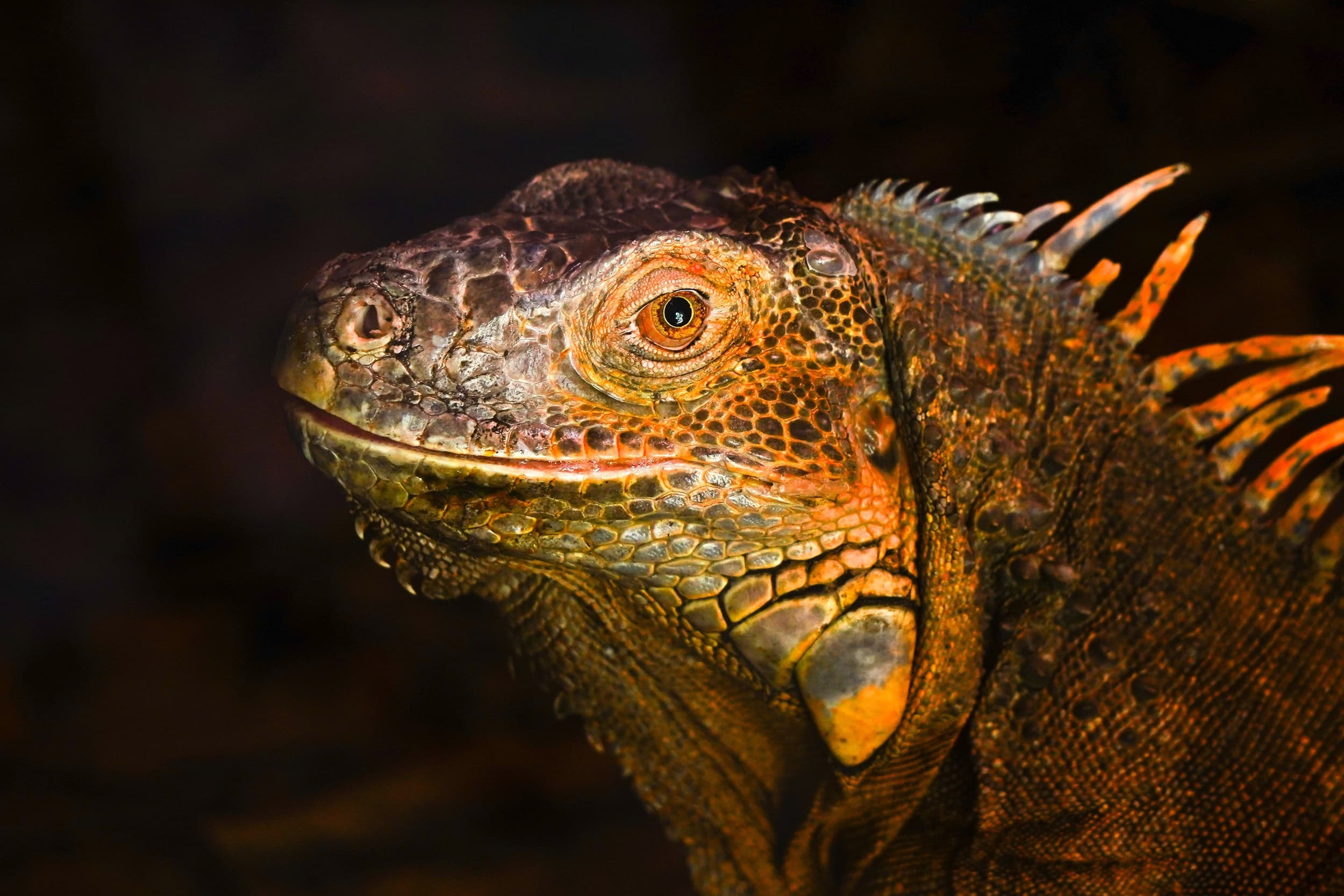 Análise genética livra iguanas de Clarion, no México, de extermínio - Imagem do artigo