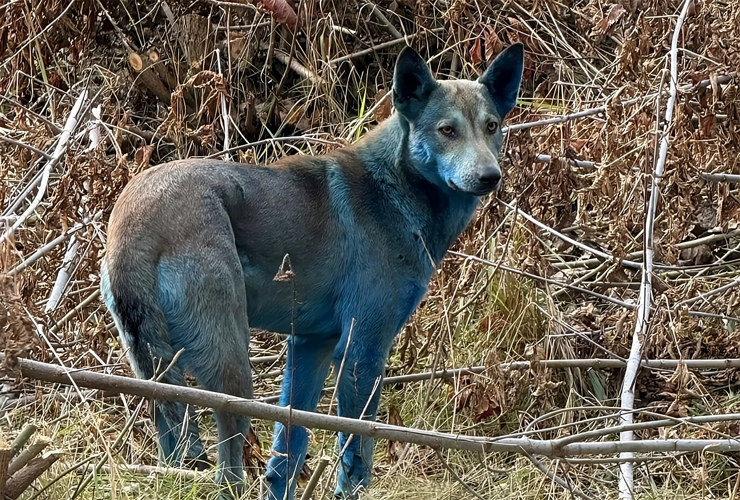 Cães com pelagem azul chamam atenção na zona de exclusão de Chernobyl - Imagem do artigo