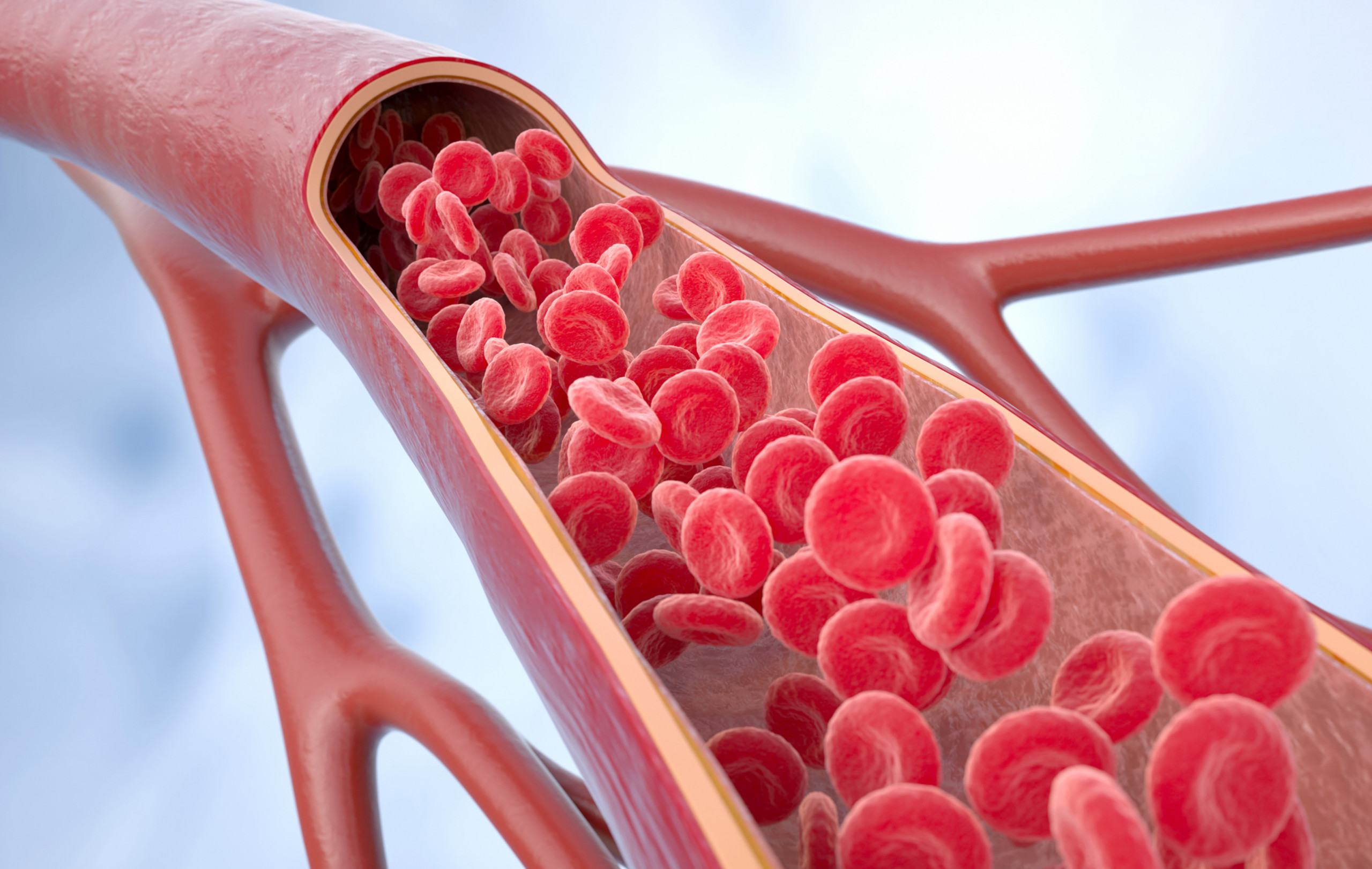 Ultrassom 4D francês registra fluxo sanguíneo de órgãos inteiros com precisão sem precedentes - Imagem do artigo