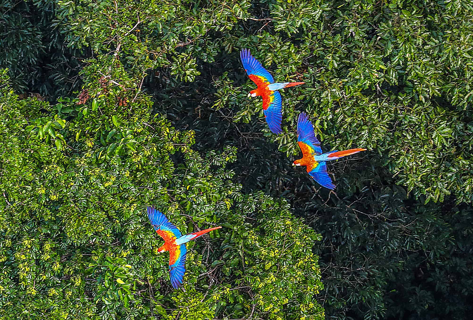Fundo Amazônia alcança recorde de R$ 3,4 bi para conservação de florestas - Imagem do artigo