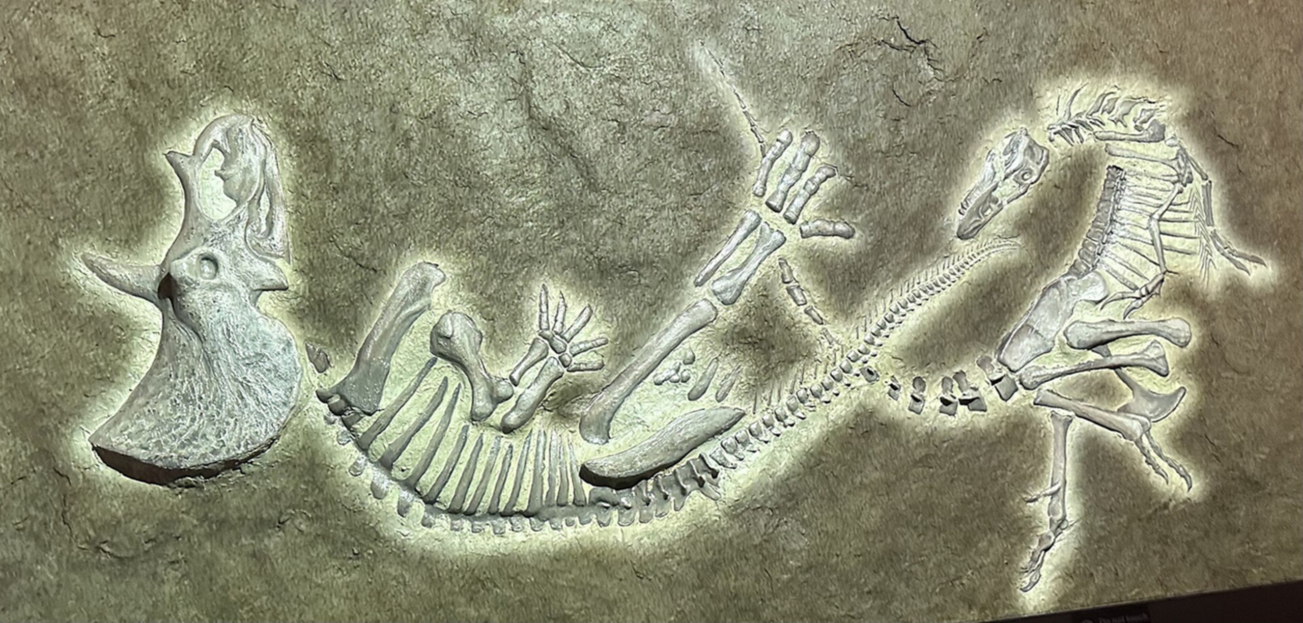 Fóssil “dinossauros duelistas” é reclassificado como Nanotyrannus adulto, não T. rex jovem - Imagem do artigo