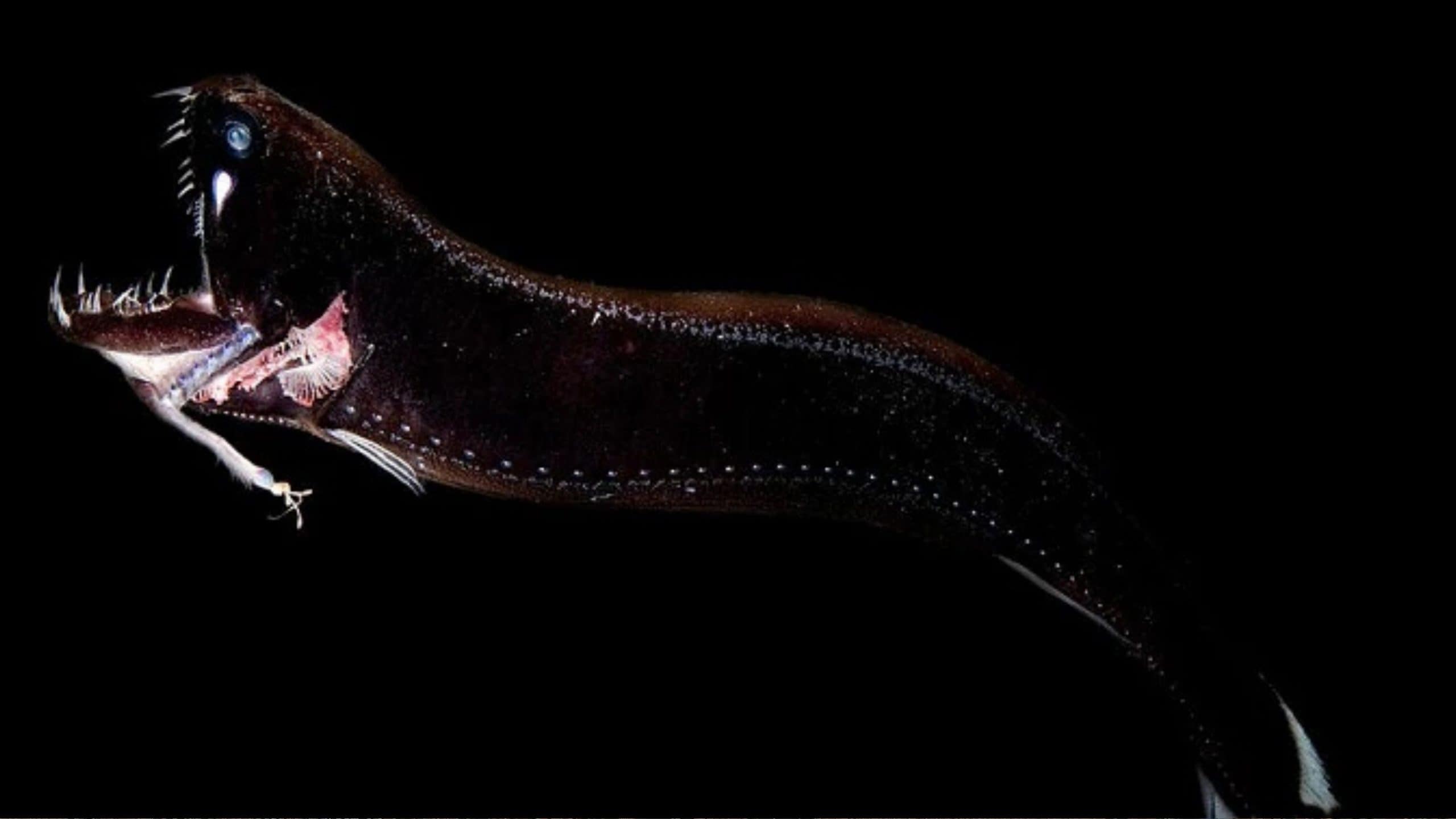 Oito criaturas marinhas que parecem ter vindo do espaço - Imagem do artigo