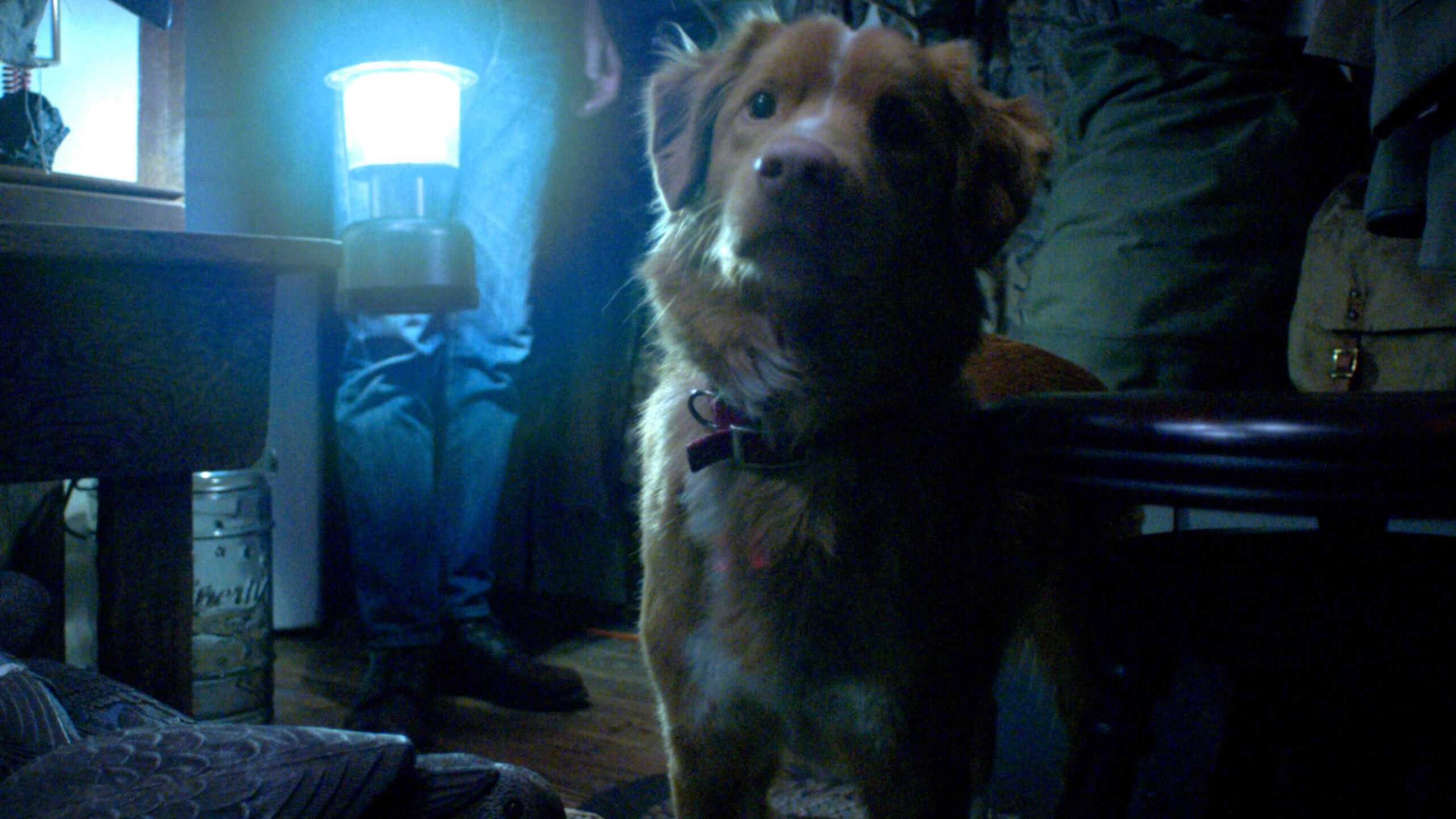 Cinco filmes narrados pelo ponto de vista do cachorro para quem gostou de Good Boy - Imagem do artigo