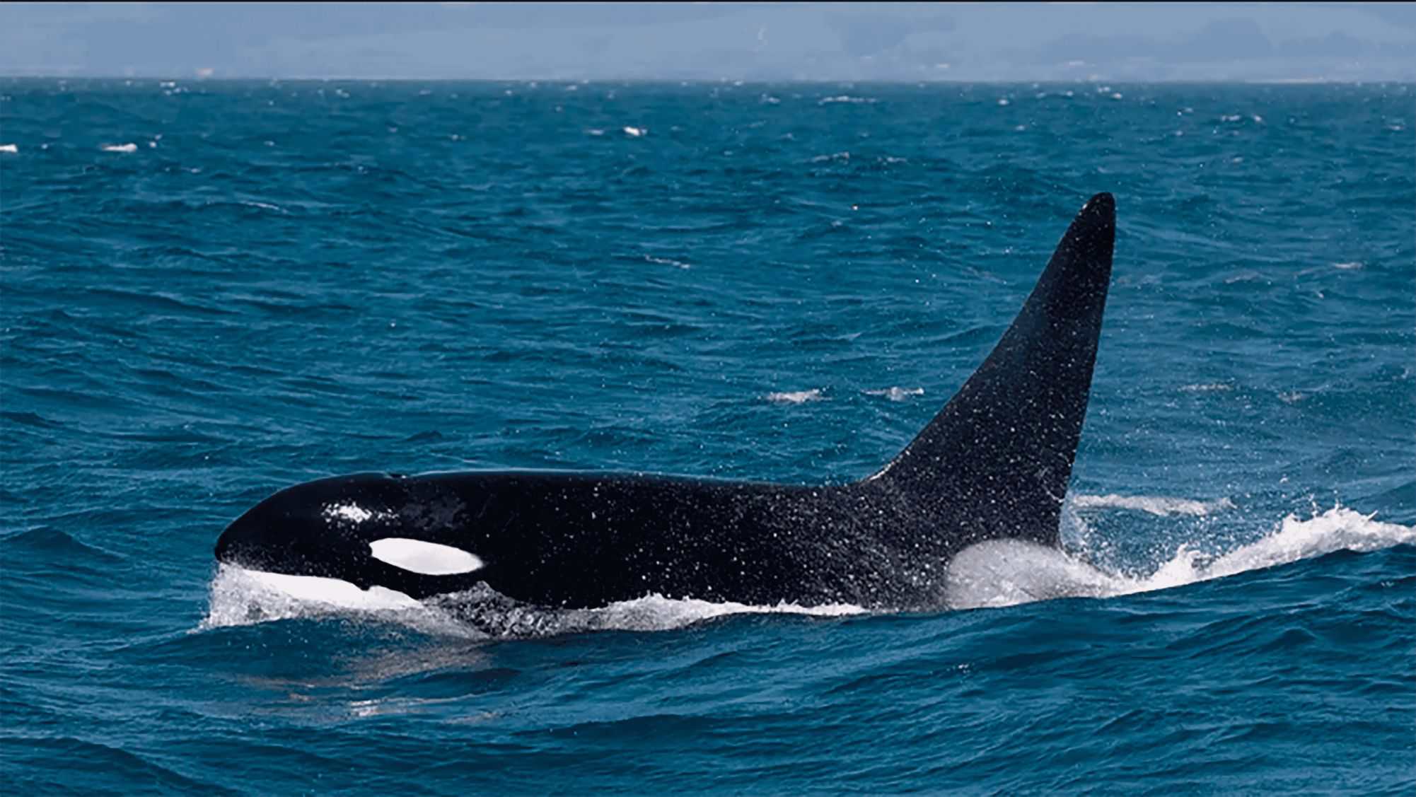 Orcas no Golfo da Califórnia aperfeiçoam técnica para abater tubarões-brancos juvenis - Imagem do artigo