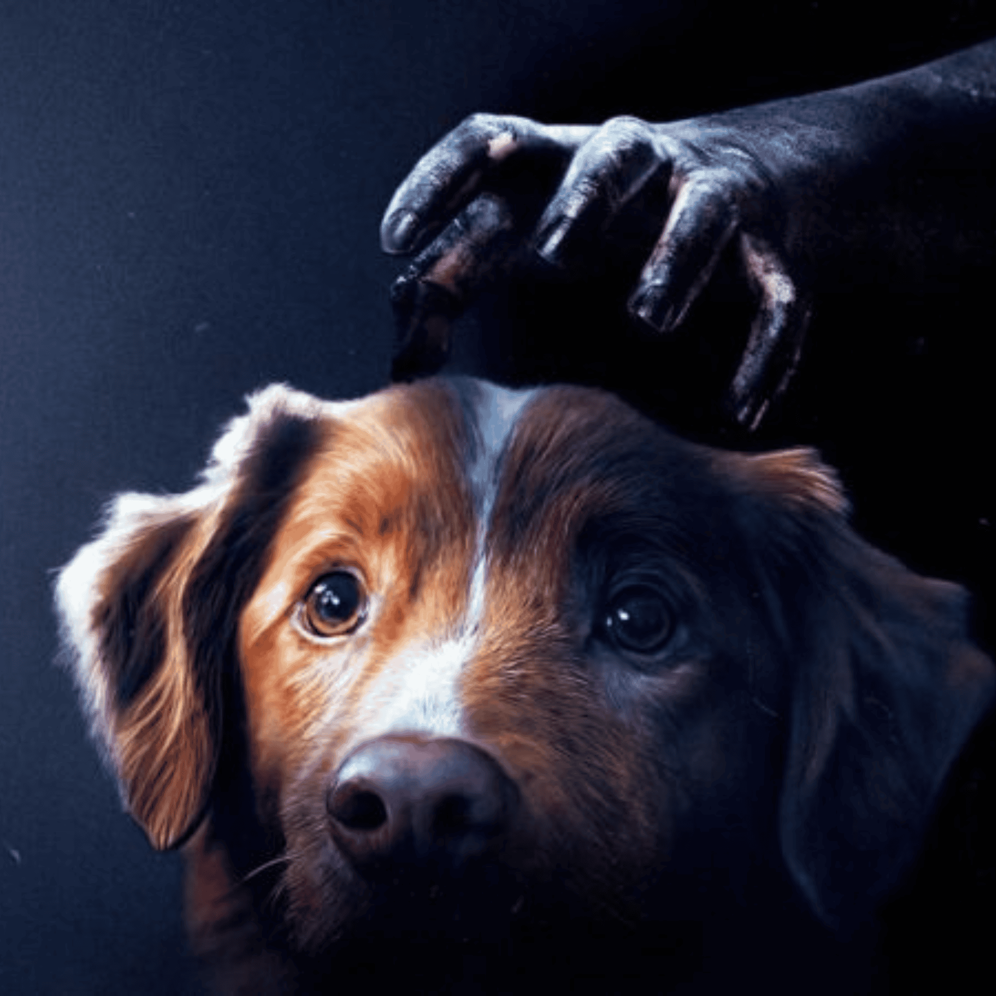 Final de “Bom Menino” mostra despedida emocionante entre cachorro e dono - Imagem do artigo