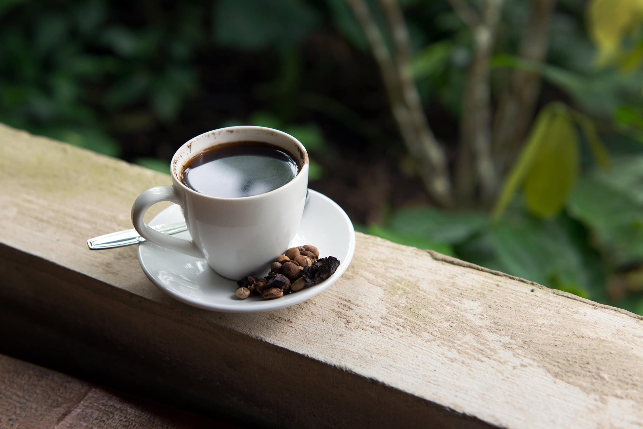Kopi Luwak: conheça o café mais caro do mundo, obtido a partir das fezes de uma civeta - Imagem do artigo