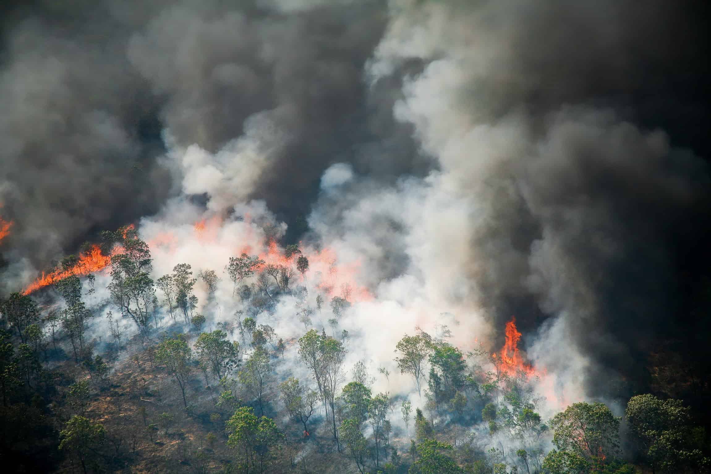 Incêndios e disputas por terra persistem na Amazônia apesar da queda no desmatamento - Imagem do artigo