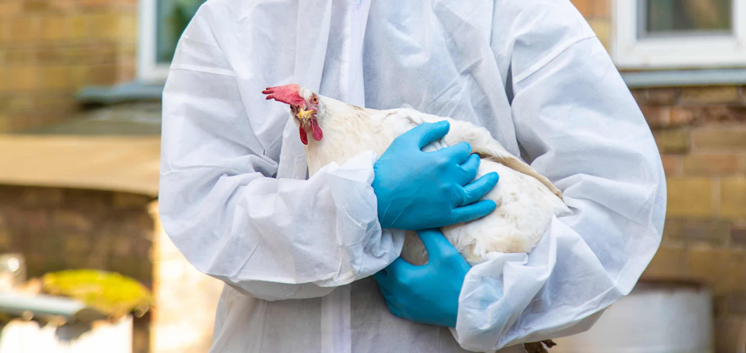 EUA registram primeiro caso humano da variante H5N5 da gripe aviária - Imagem do artigo
