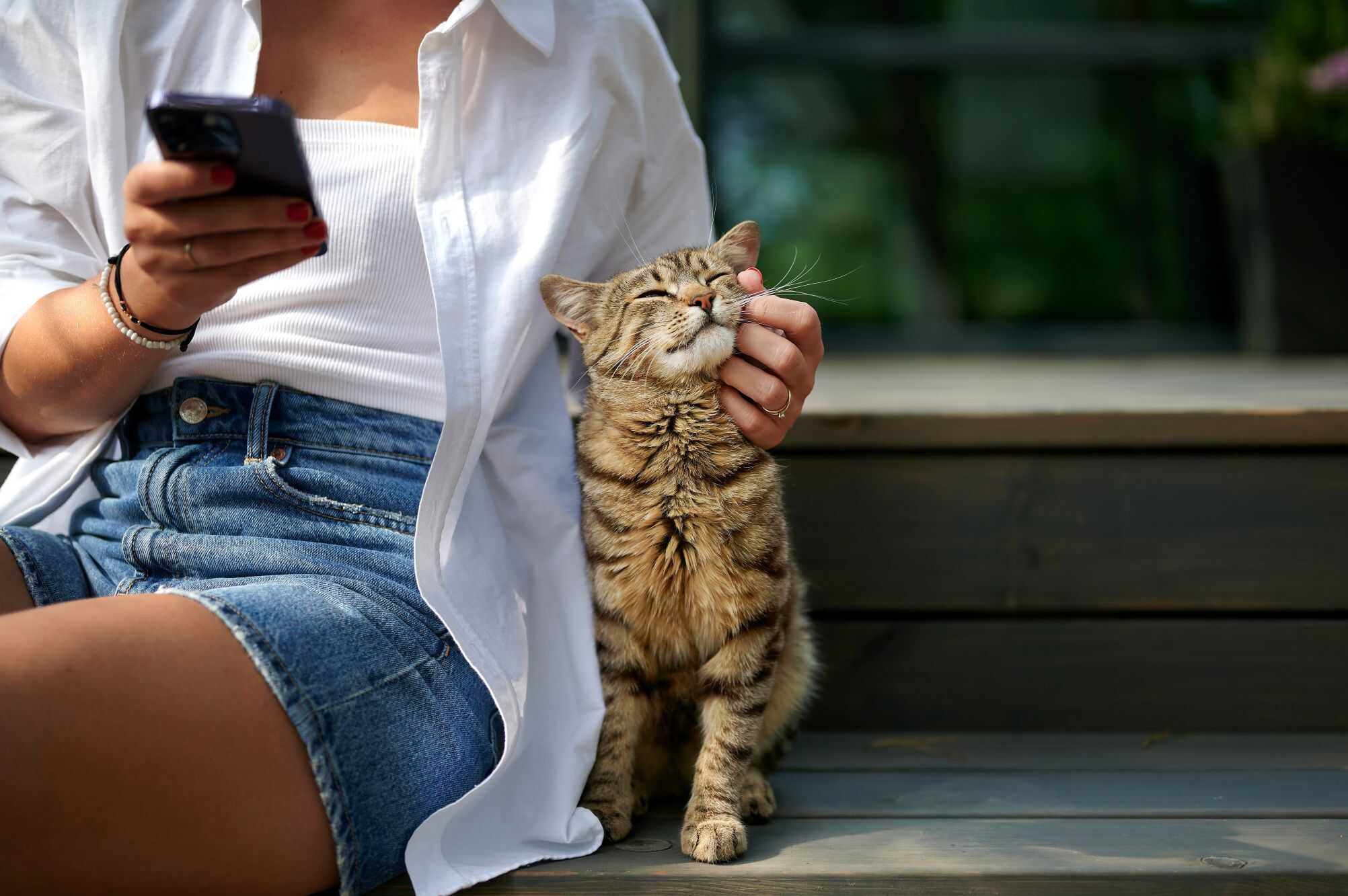 Estudo aponta dificuldade de humanos em reconhecer sinais de desconforto dos gatos - Imagem do artigo