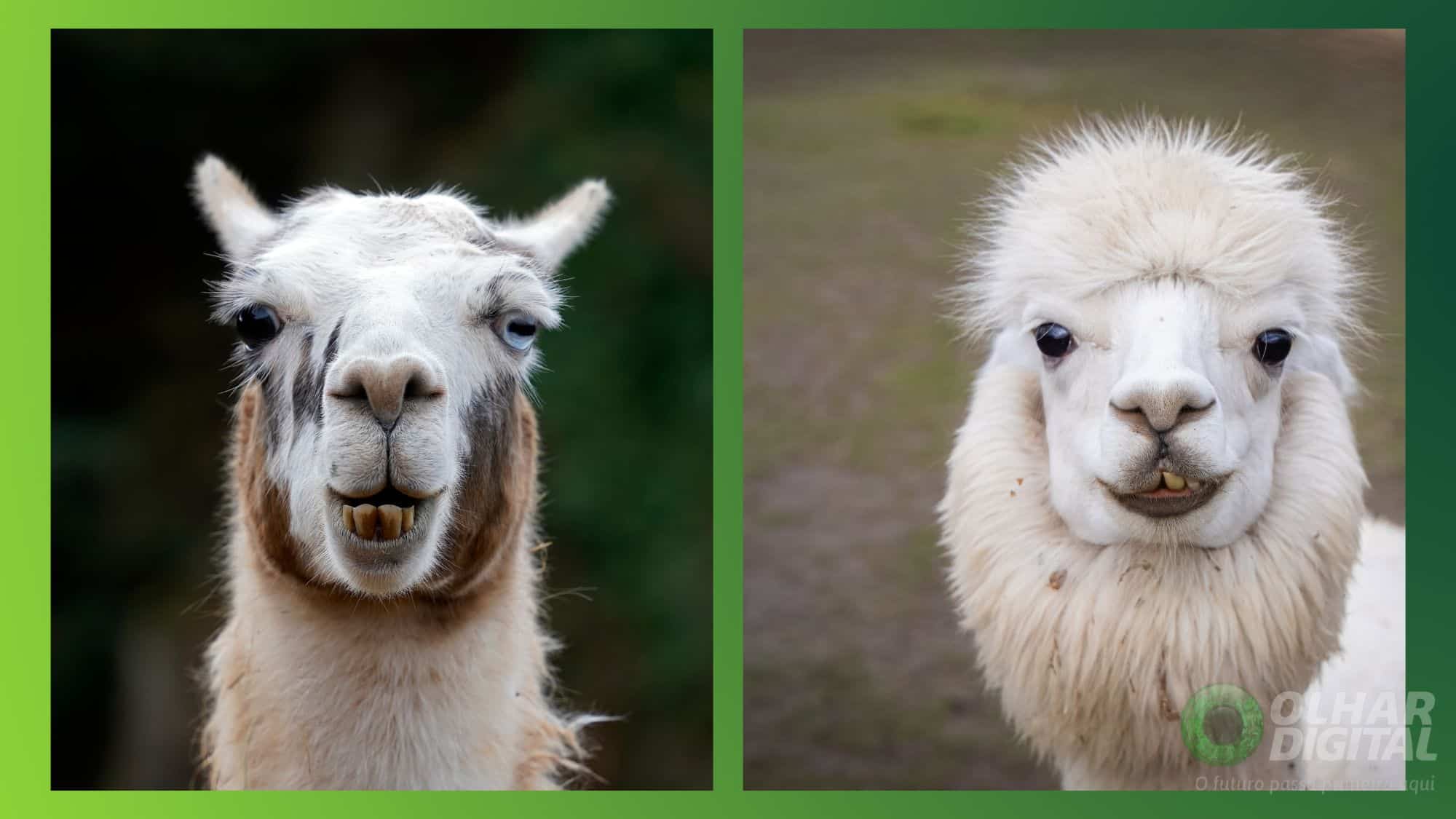 Diferenças entre lhama e alpaca: como identificar cada espécie - Imagem do artigo
