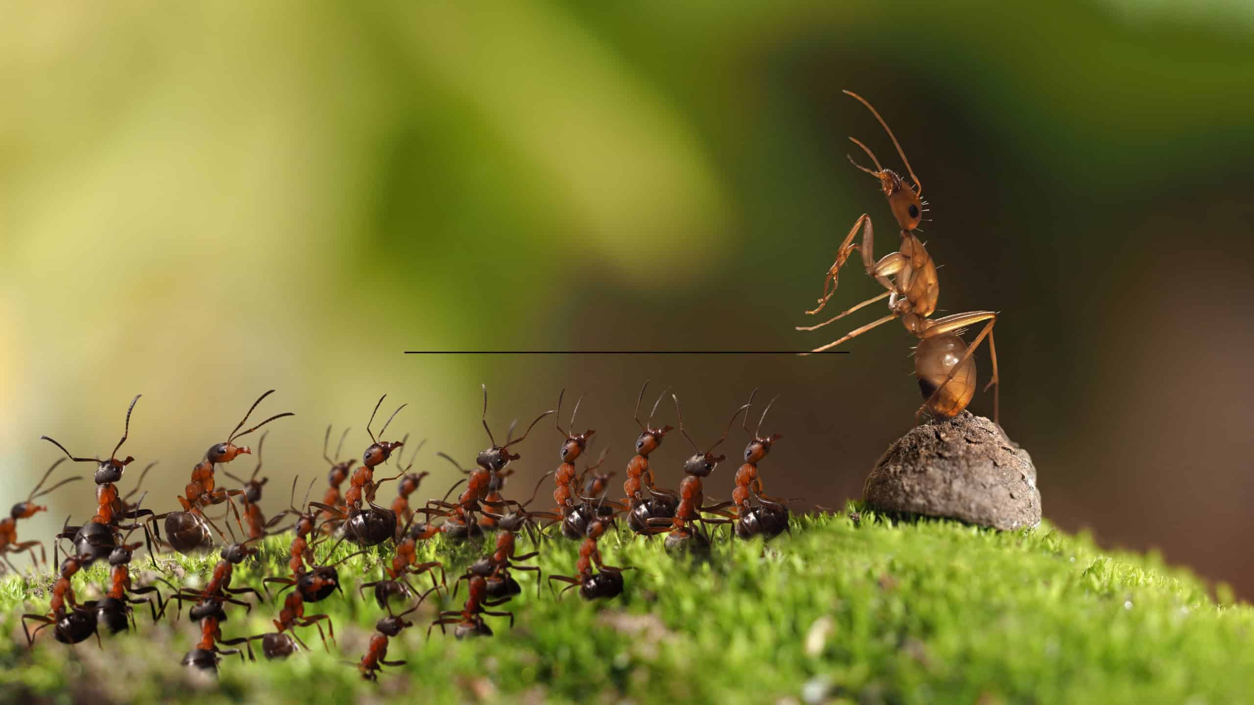 Sinal químico, toque e som: como as formigas coordenam a vida na colônia - Imagem do artigo