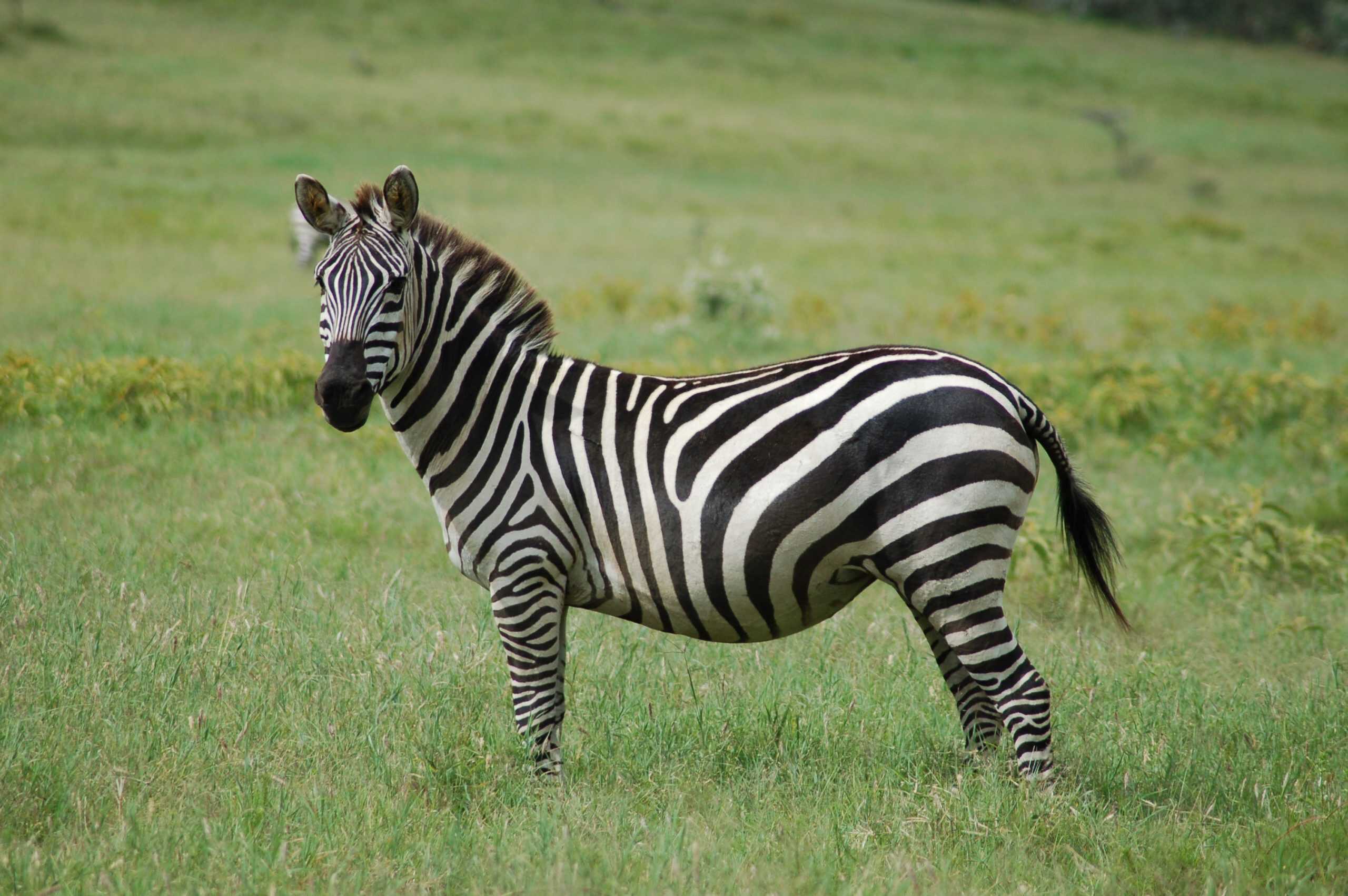 Por que zebras não viraram animais de montaria como cavalos e burros - Imagem do artigo