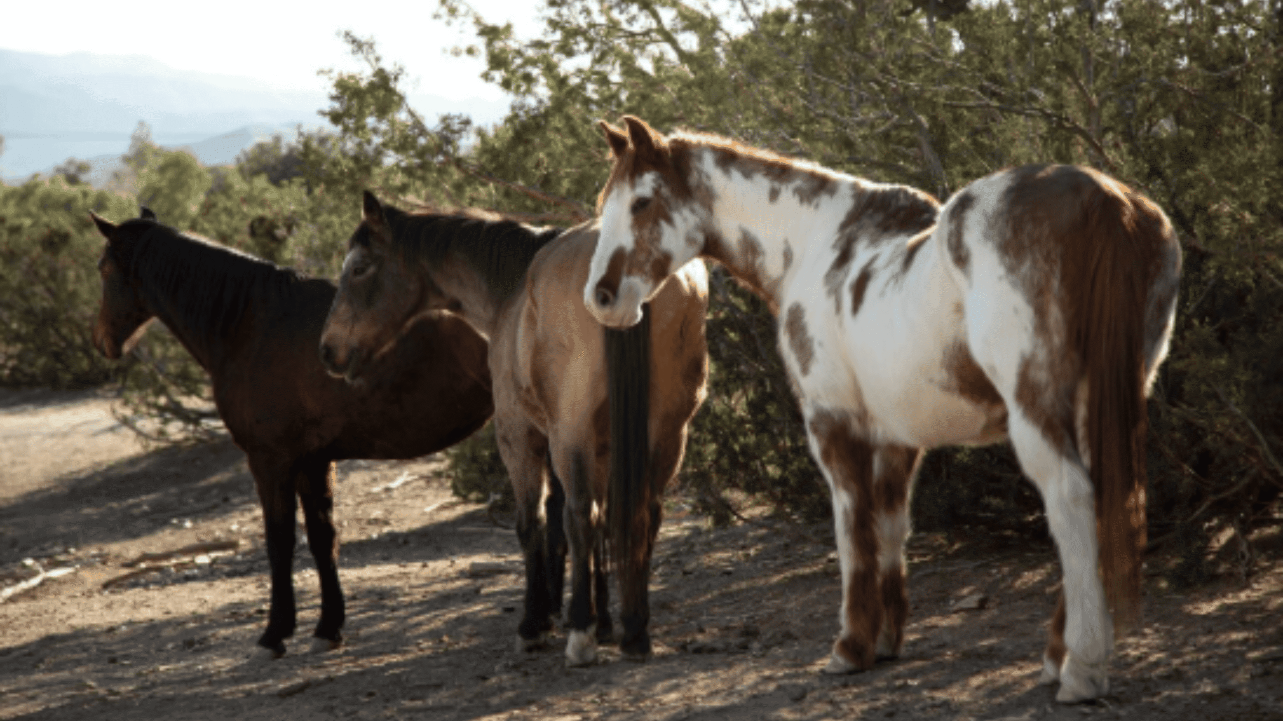 Diferenças entre cavalo, jumento e burro: origem, características e usos - Imagem do artigo