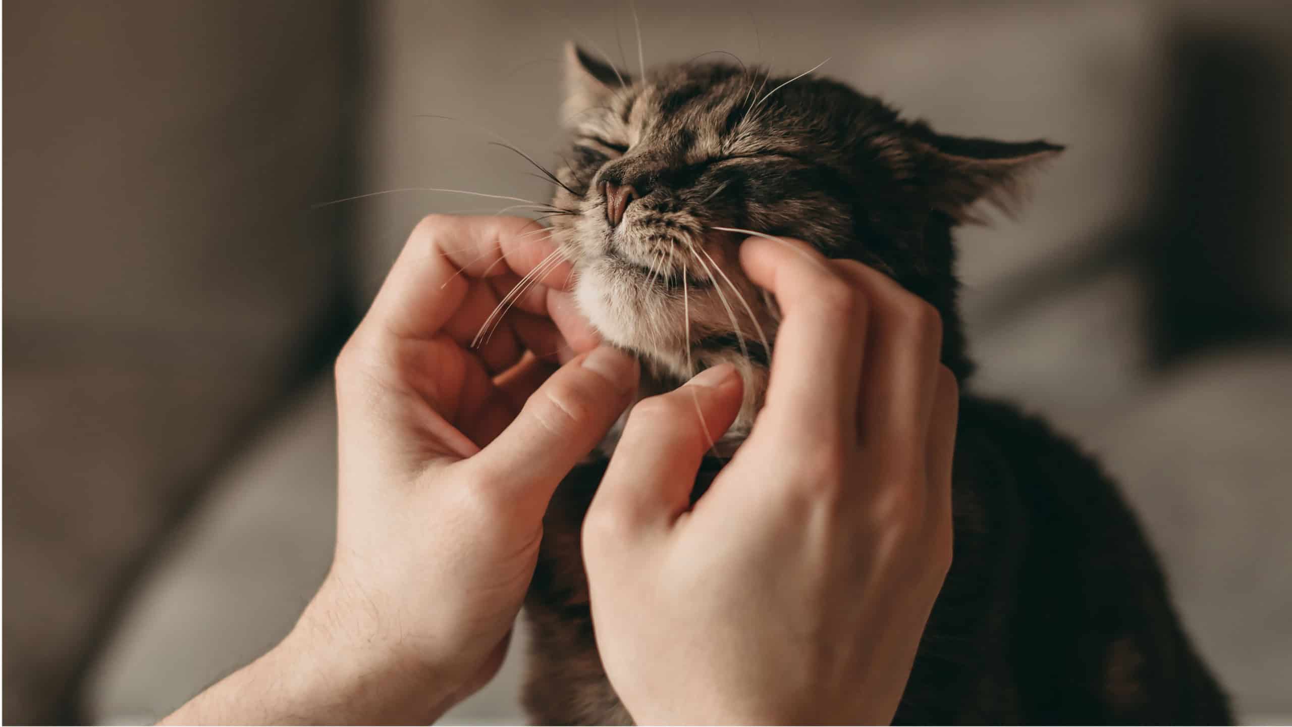 DNA mostra que gatos domésticos chegaram à Europa apenas no período romano - Imagem do artigo