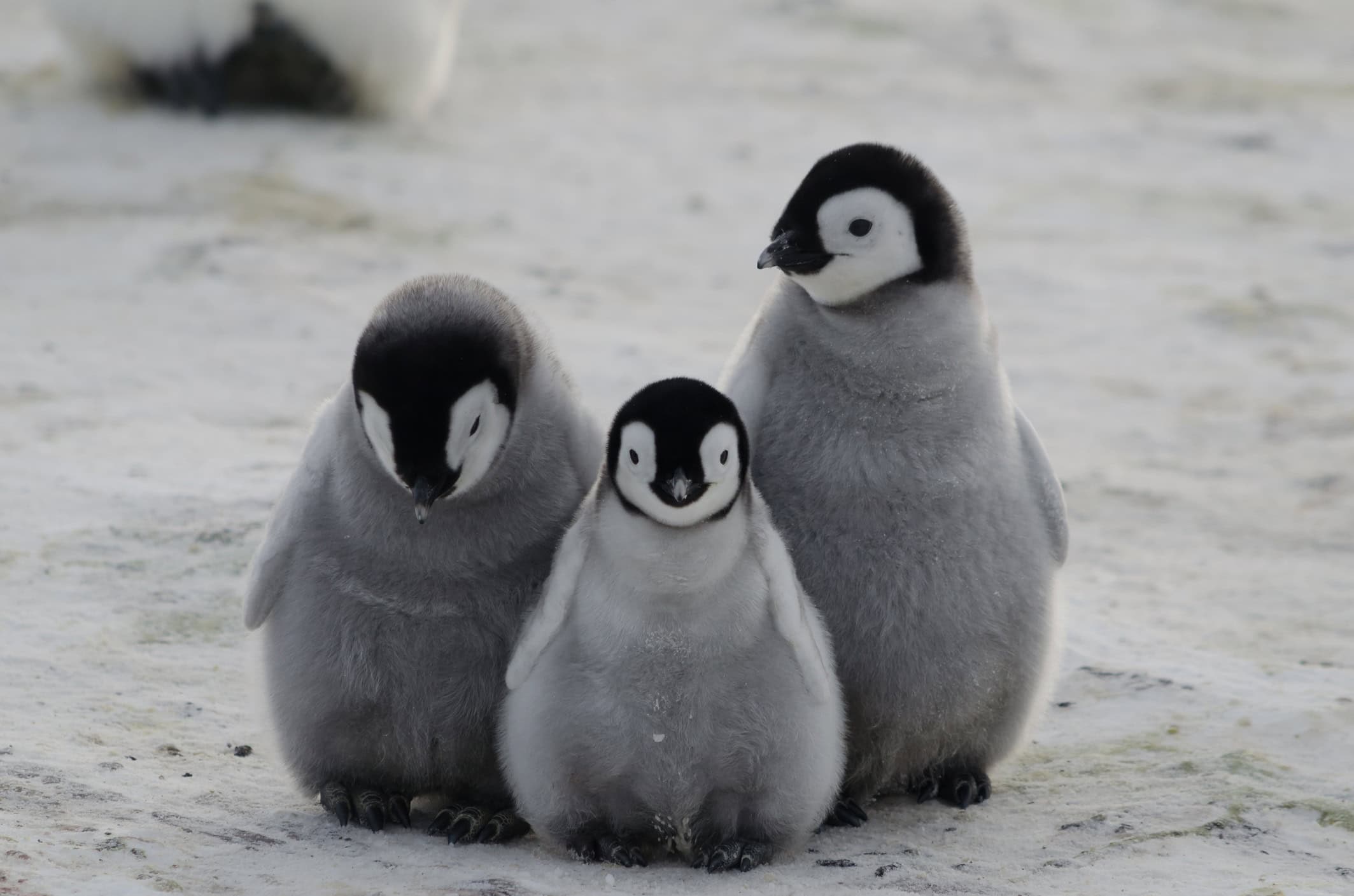 Como os pinguins suportam temperaturas de até –60 °C sem congelar - Imagem do artigo