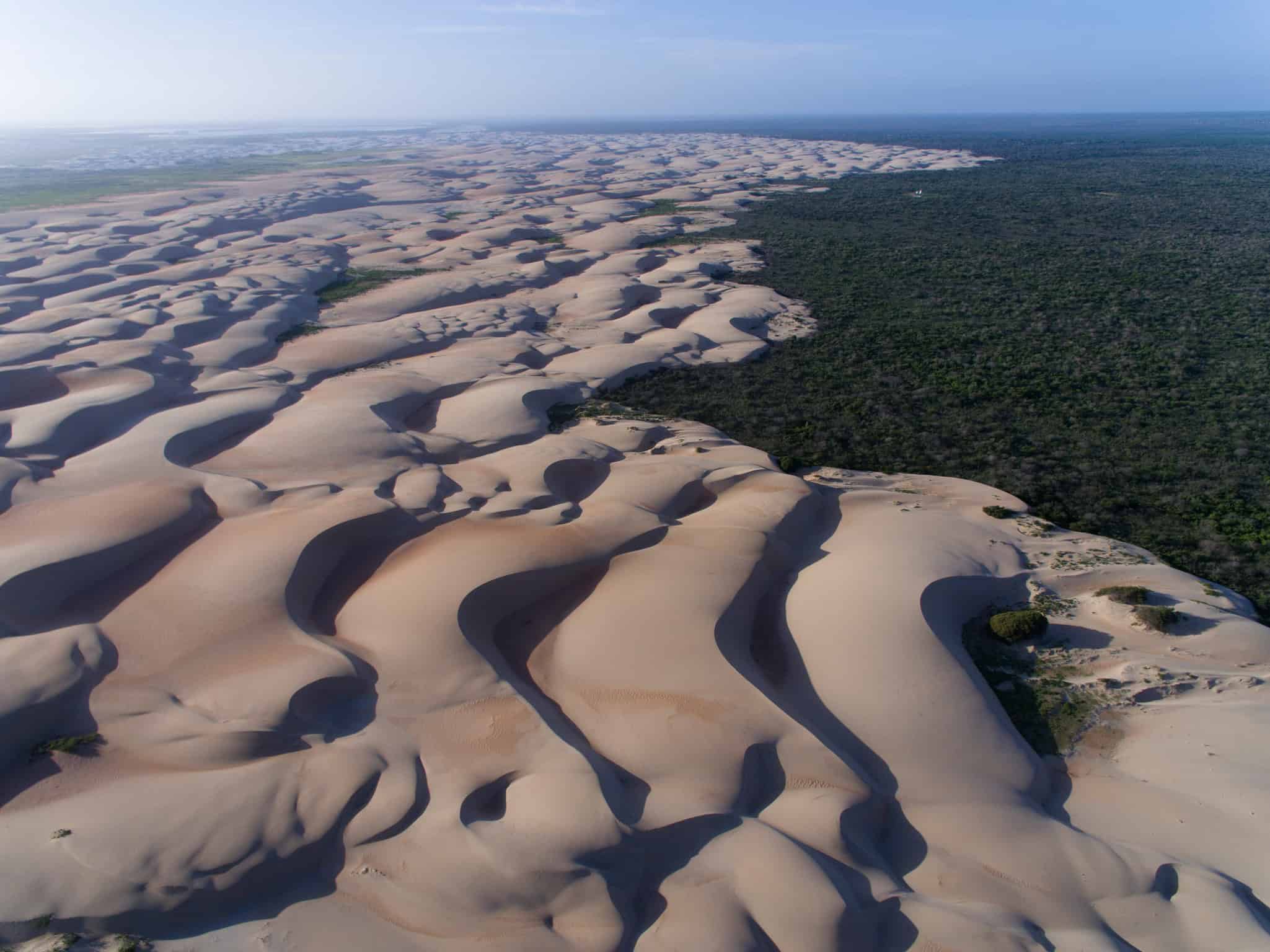 Árvores invasoras ameaçam Dunas do Rosado, no Rio Grande do Norte - Imagem do artigo