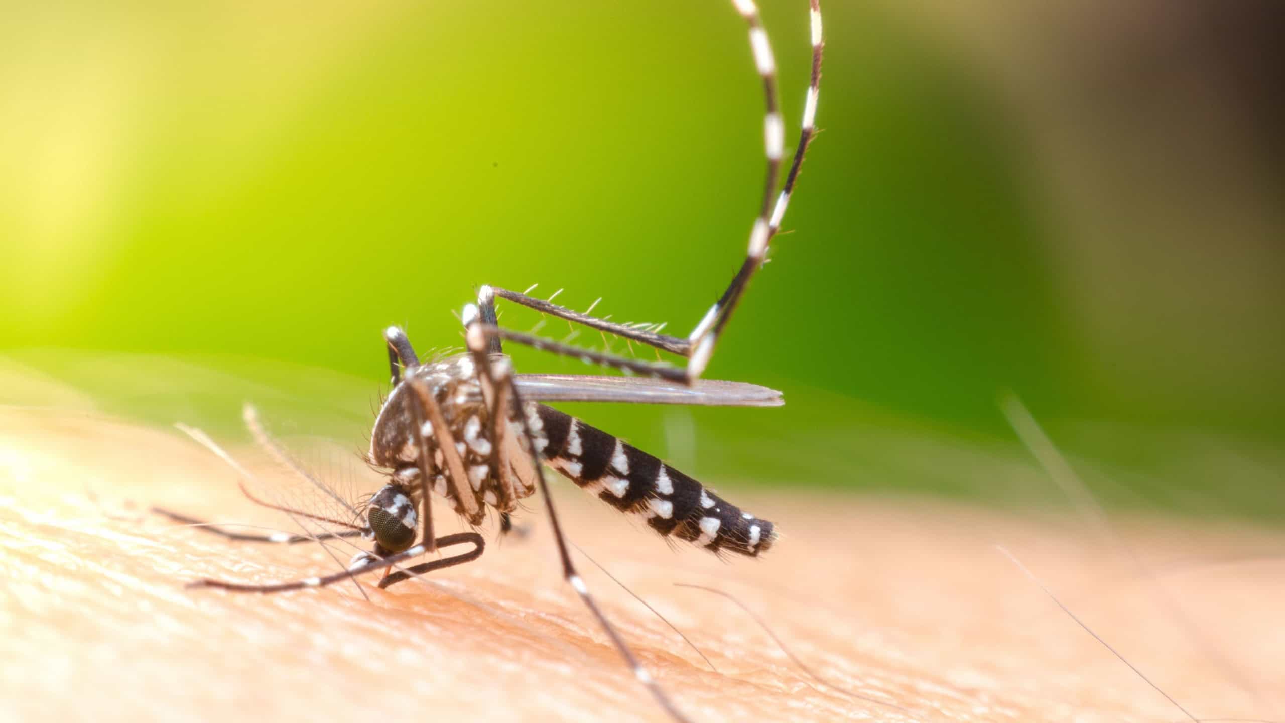 Mosquitos Aedes aegypti com Wolbachia diminuem casos de dengue em mais de 60% em Campo Grande - Imagem do artigo