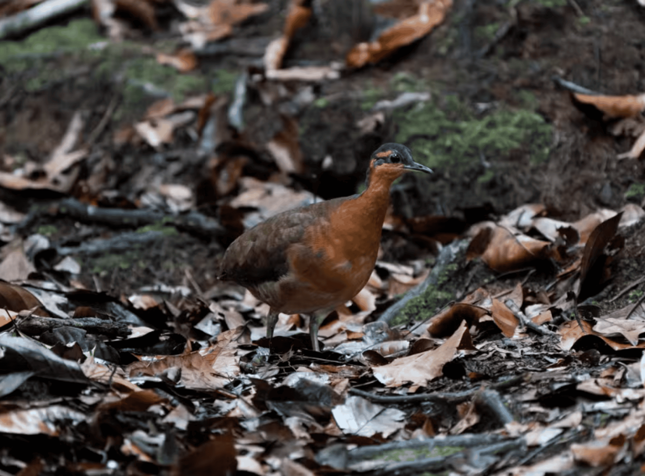 Ave recém-identificada no Acre mostra mansidão similar à do dodô e corre risco de extinção - Imagem do artigo