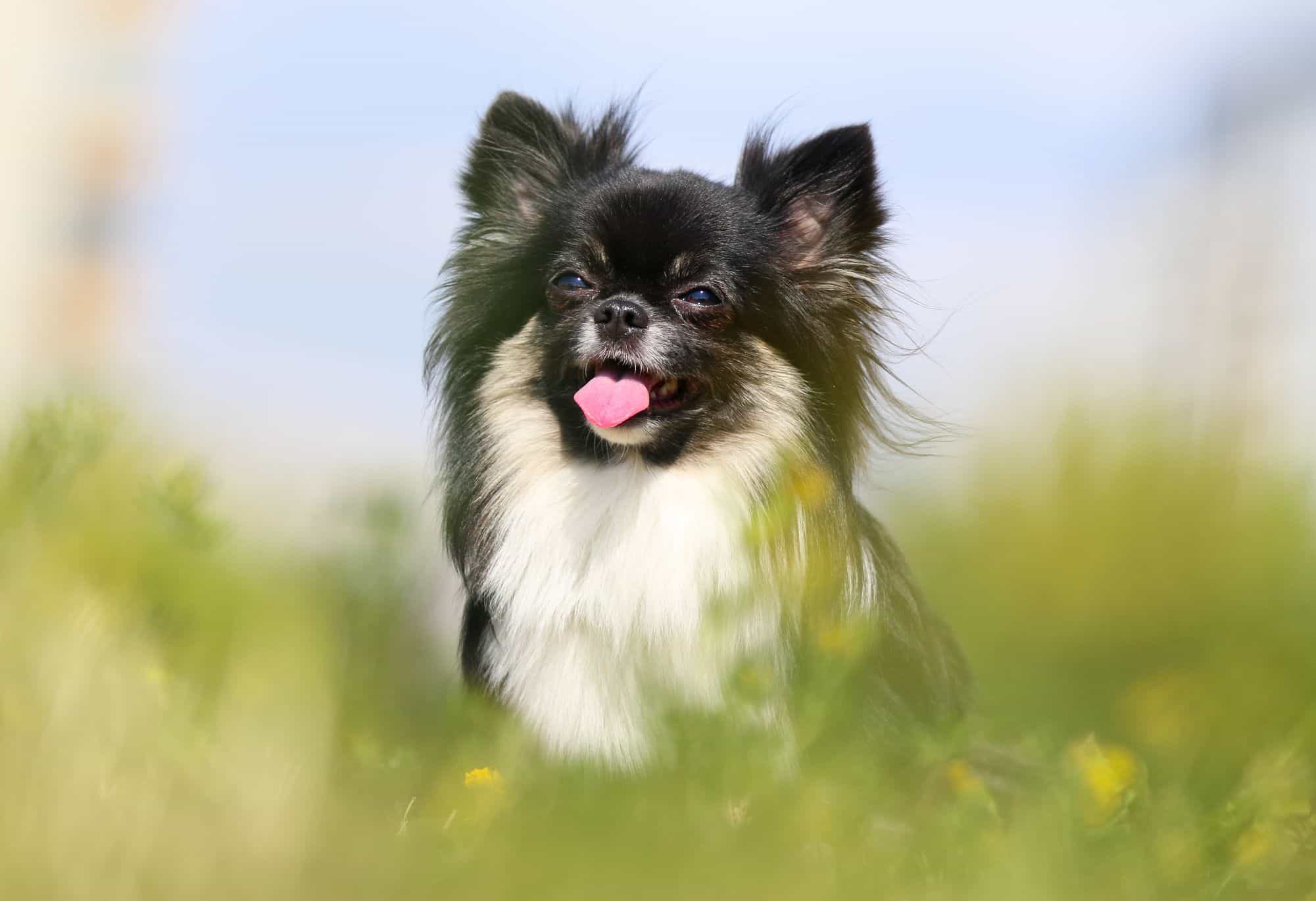 Estudo revela que 64% das raças de cães ainda possuem traços genéticos de lobos - Imagem do artigo