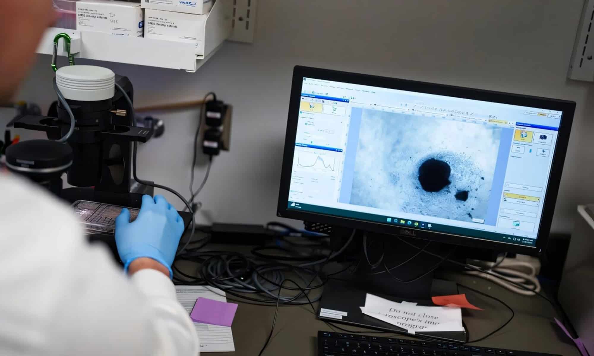 Mini coração humano criado em laboratório reproduz fibrilação atrial e abre caminho para novos tratamentos - Imagem do artigo