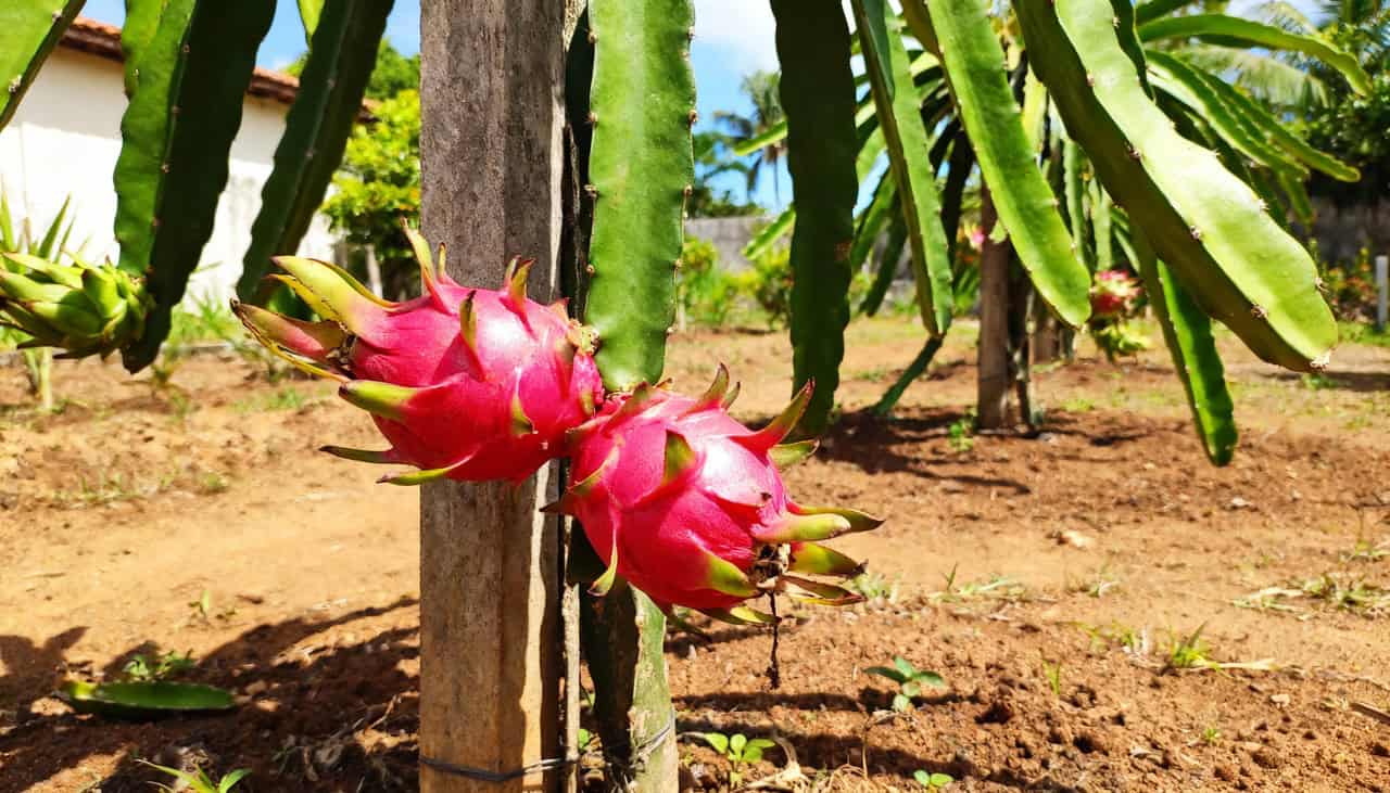 Estudo aponta cinco frutas exóticas que se desenvolvem facilmente em quintais brasileiros - Imagem do artigo