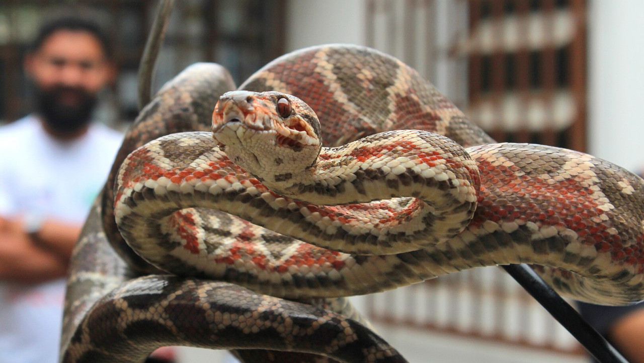 Serpente brasileira adapta cor da pele à luminosidade para controlar temperatura e se camuflar - Imagem do artigo