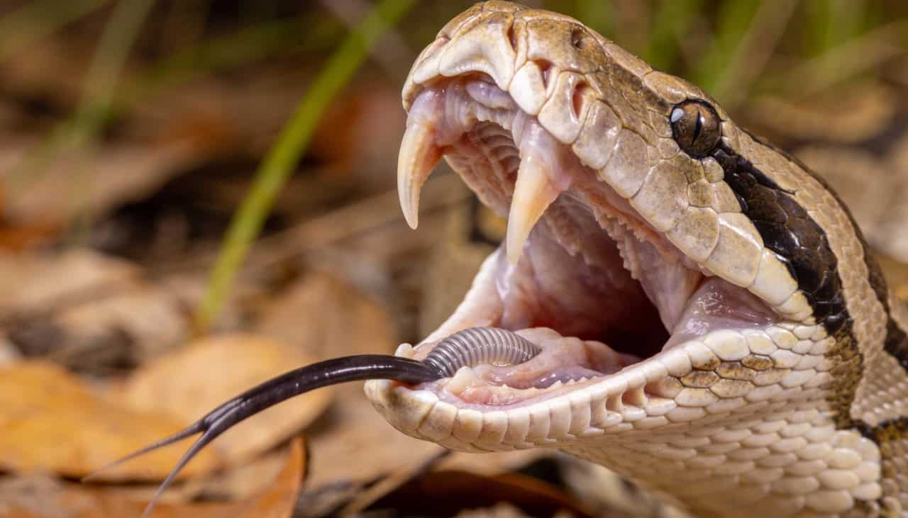 Ligamentos elásticos explicam como cobras engolem presas maiores que a própria cabeça - Imagem do artigo