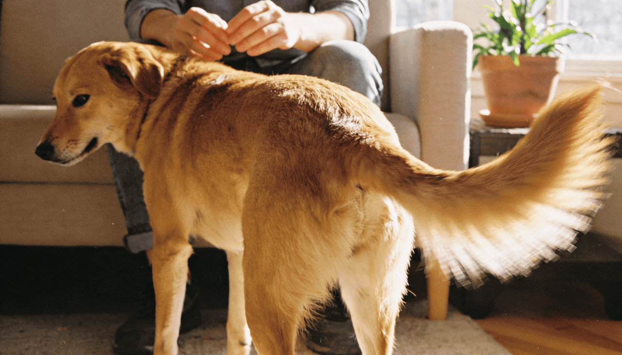 Movimento do rabo do cachorro indica alegria ou medo, aponta estudo - Imagem do artigo
