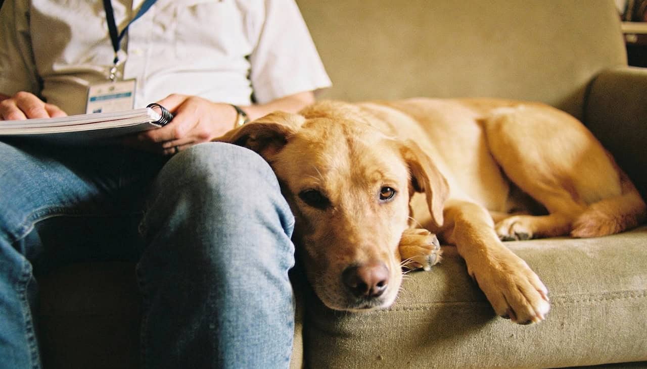 Cães detectam cheiro de estresse humano e ajustam comportamento, aponta pesquisa - Imagem do artigo